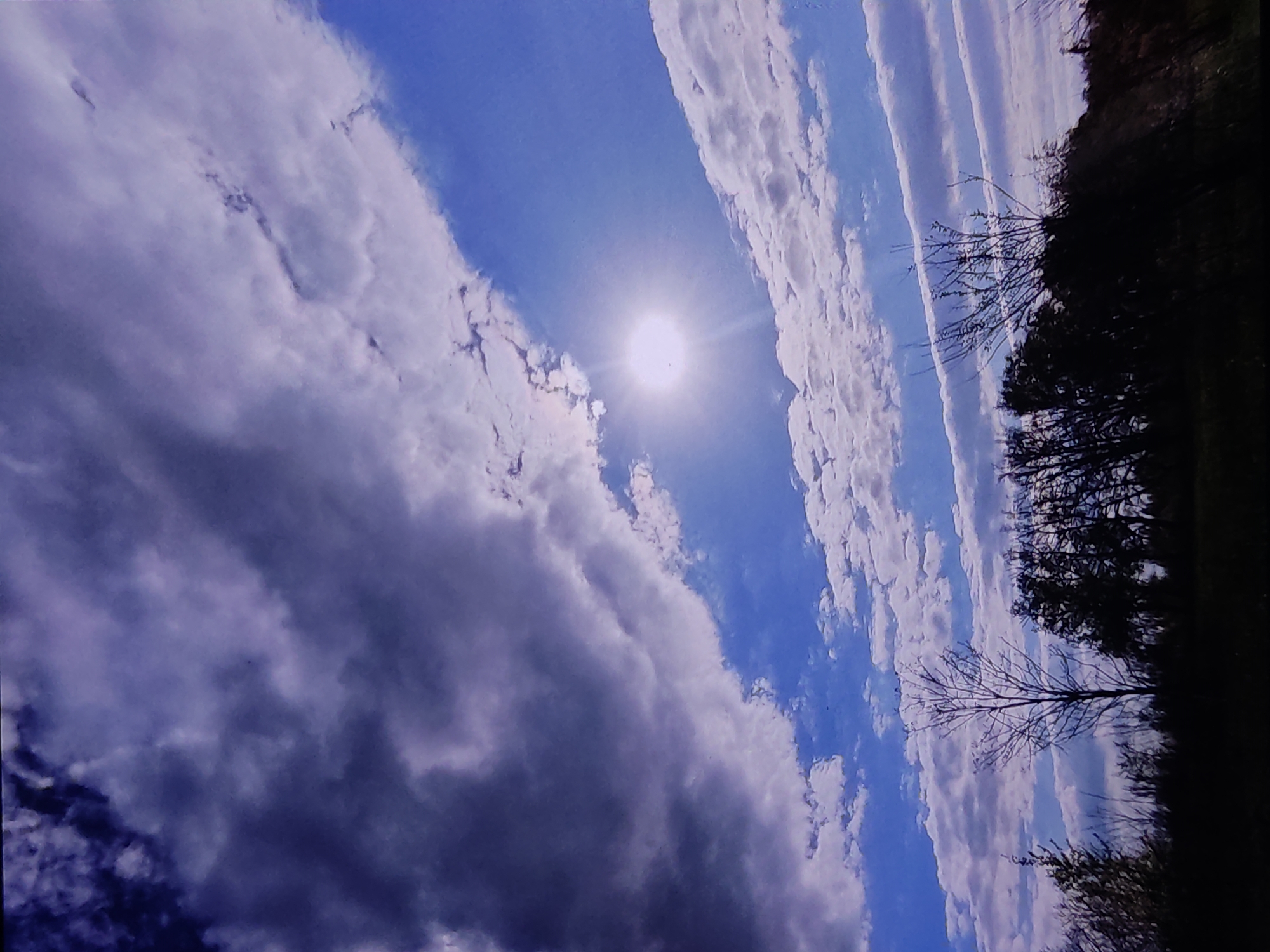 Natural scenes and tree work in Marianivka, Ukraine
