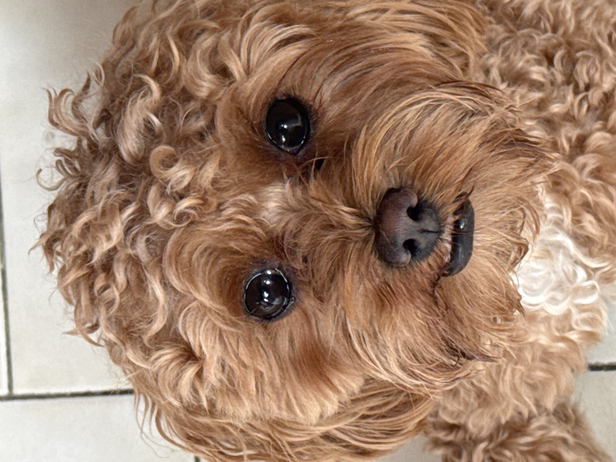 Poodle mix, strawberries, and home details in Tbilisi