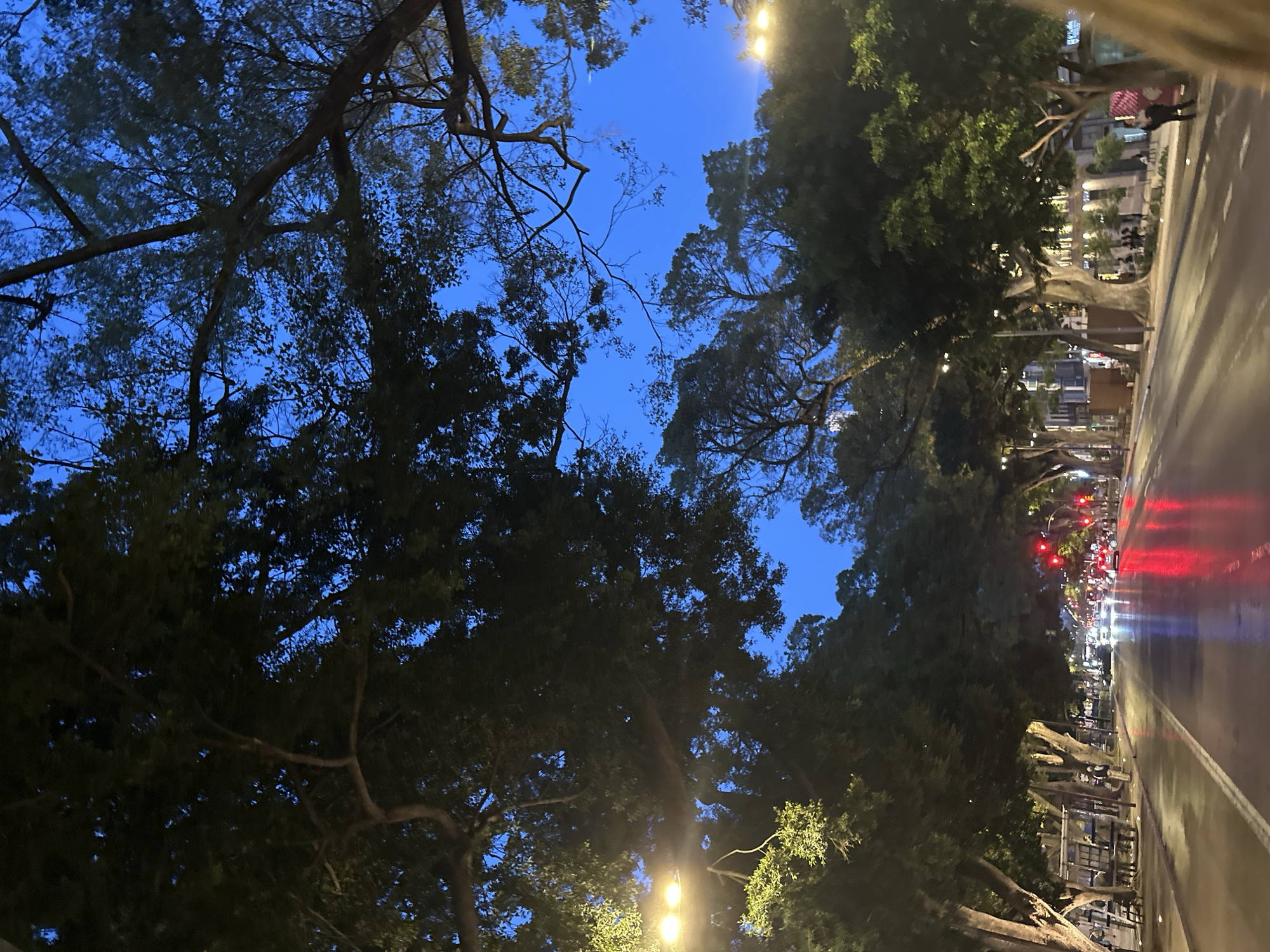 Evening streetlights illuminate tree-lined avenue in Málaga, Spain
