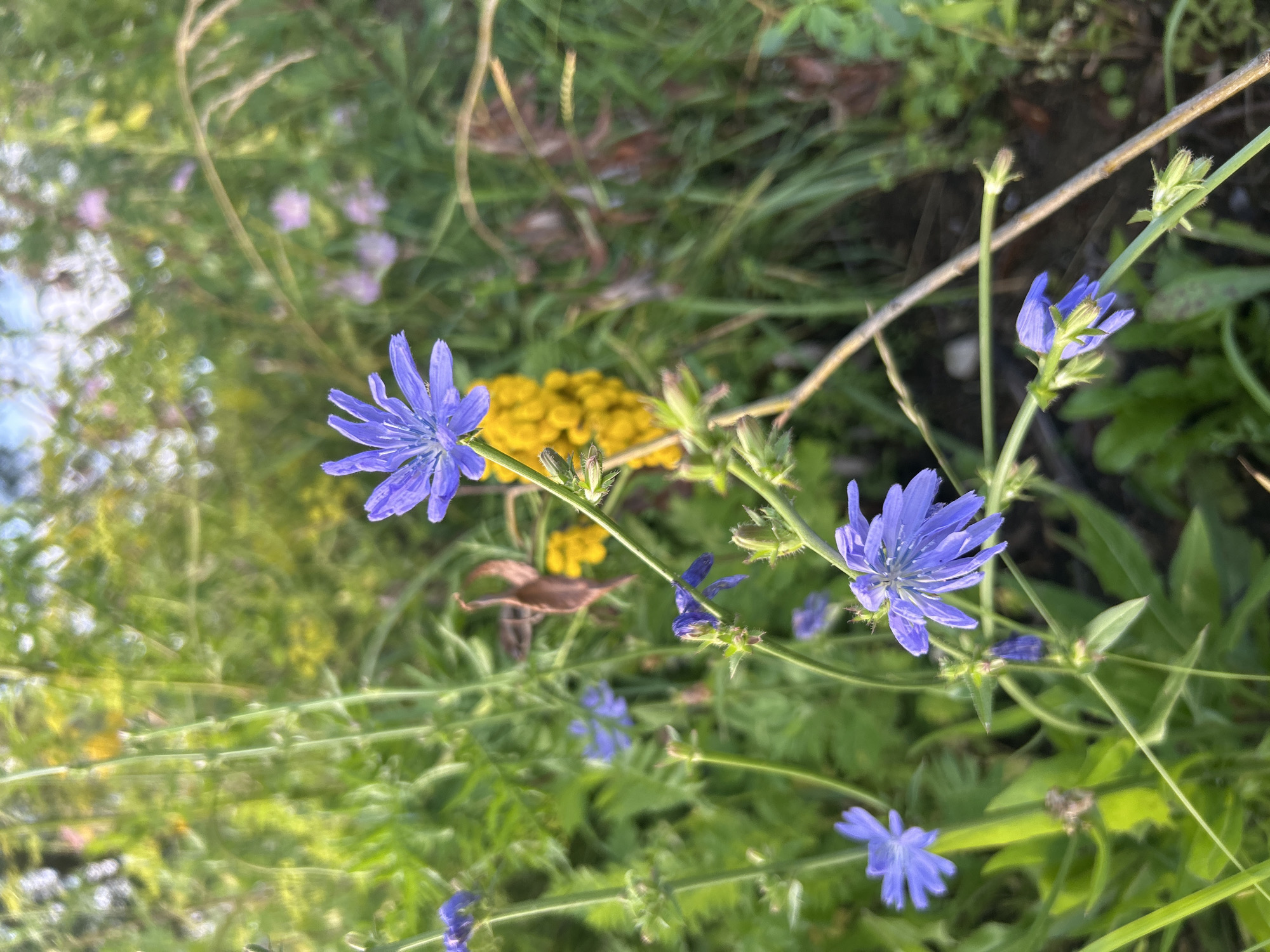 Summer afternoon in Kalitsino, nature details and a popsicle