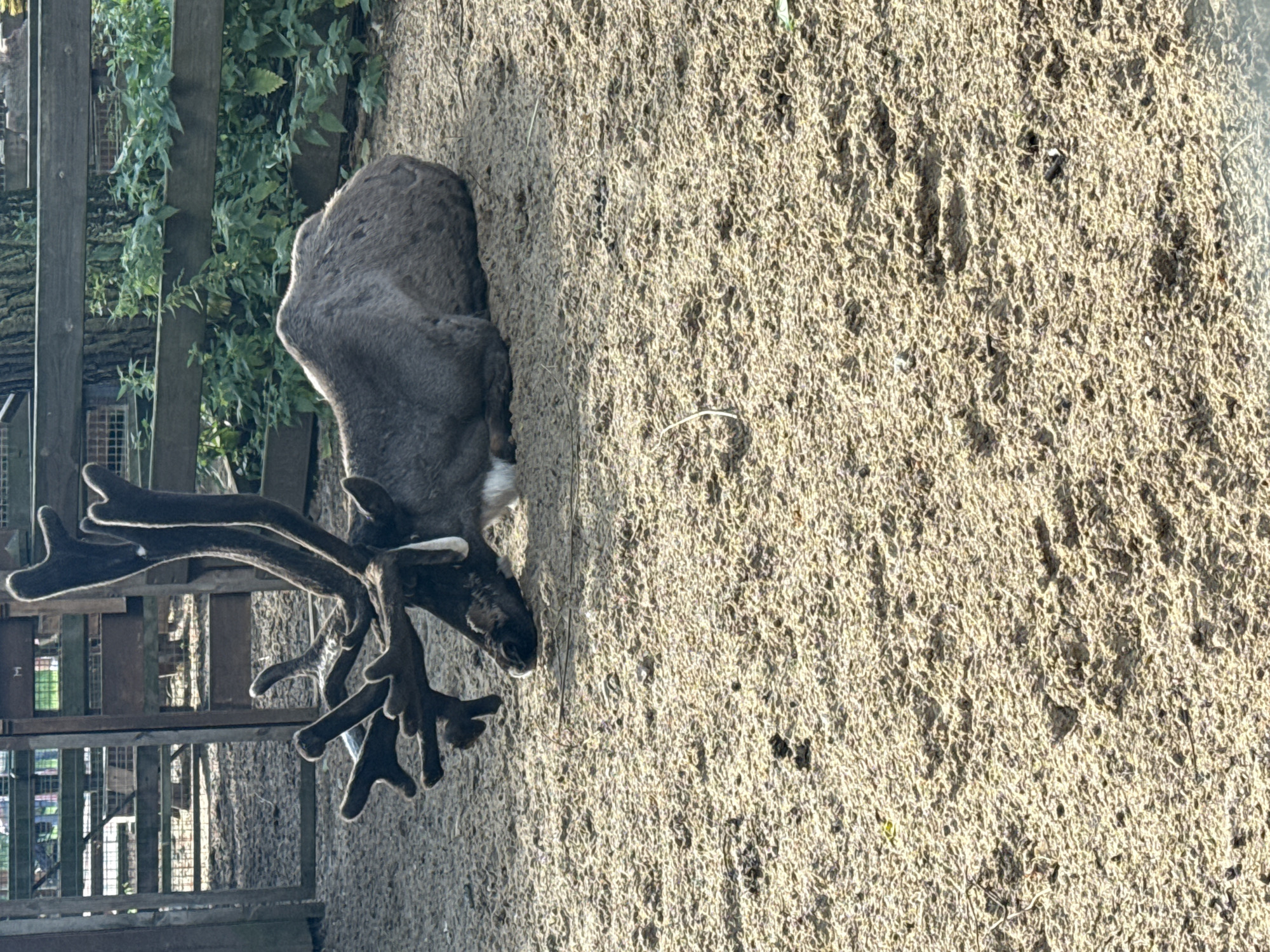 Reindeer, goats, and a rooster at a Saint Petersburg animal enclosure