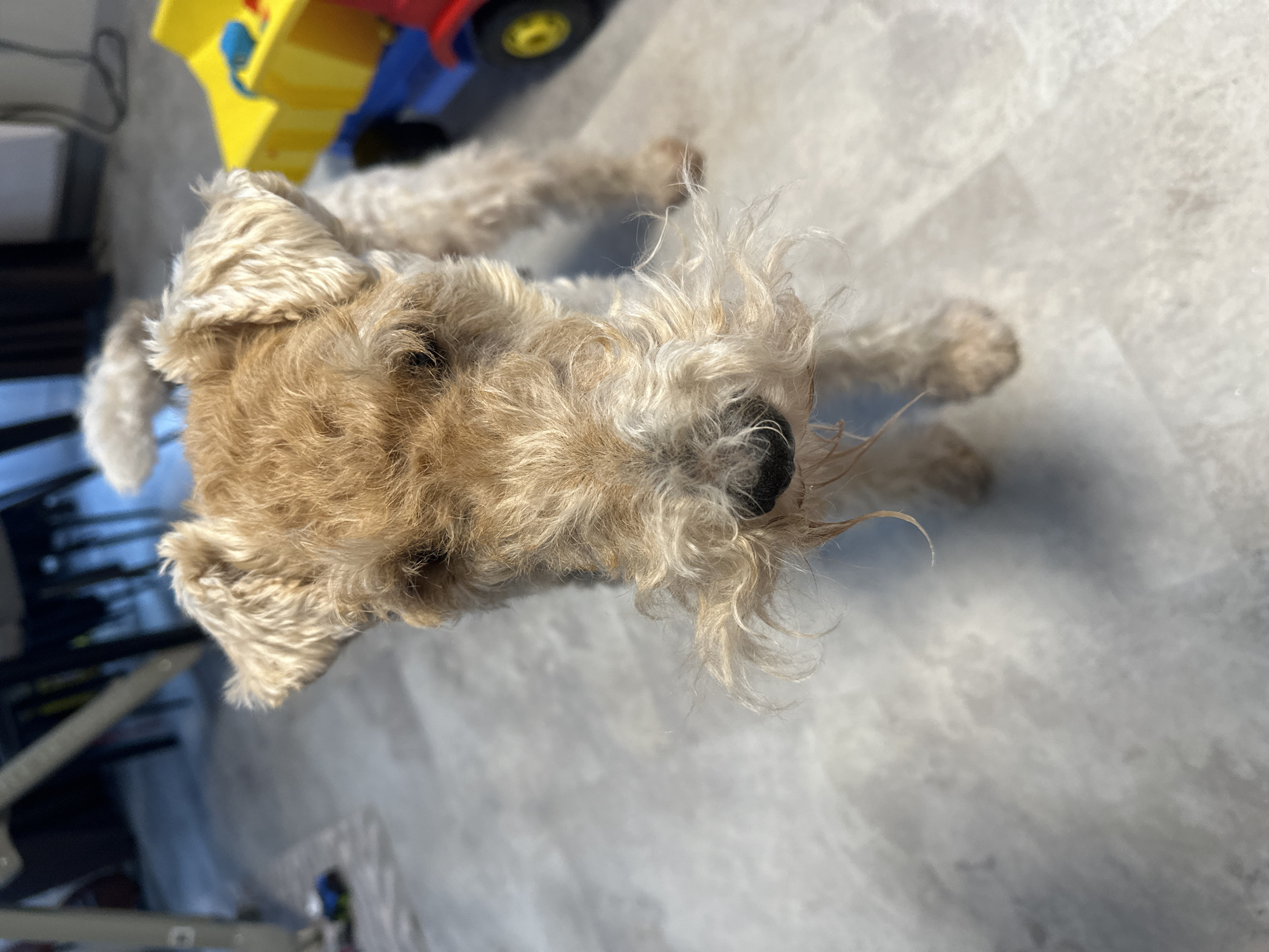 Morning pet observations document cats and dogs in routine activities