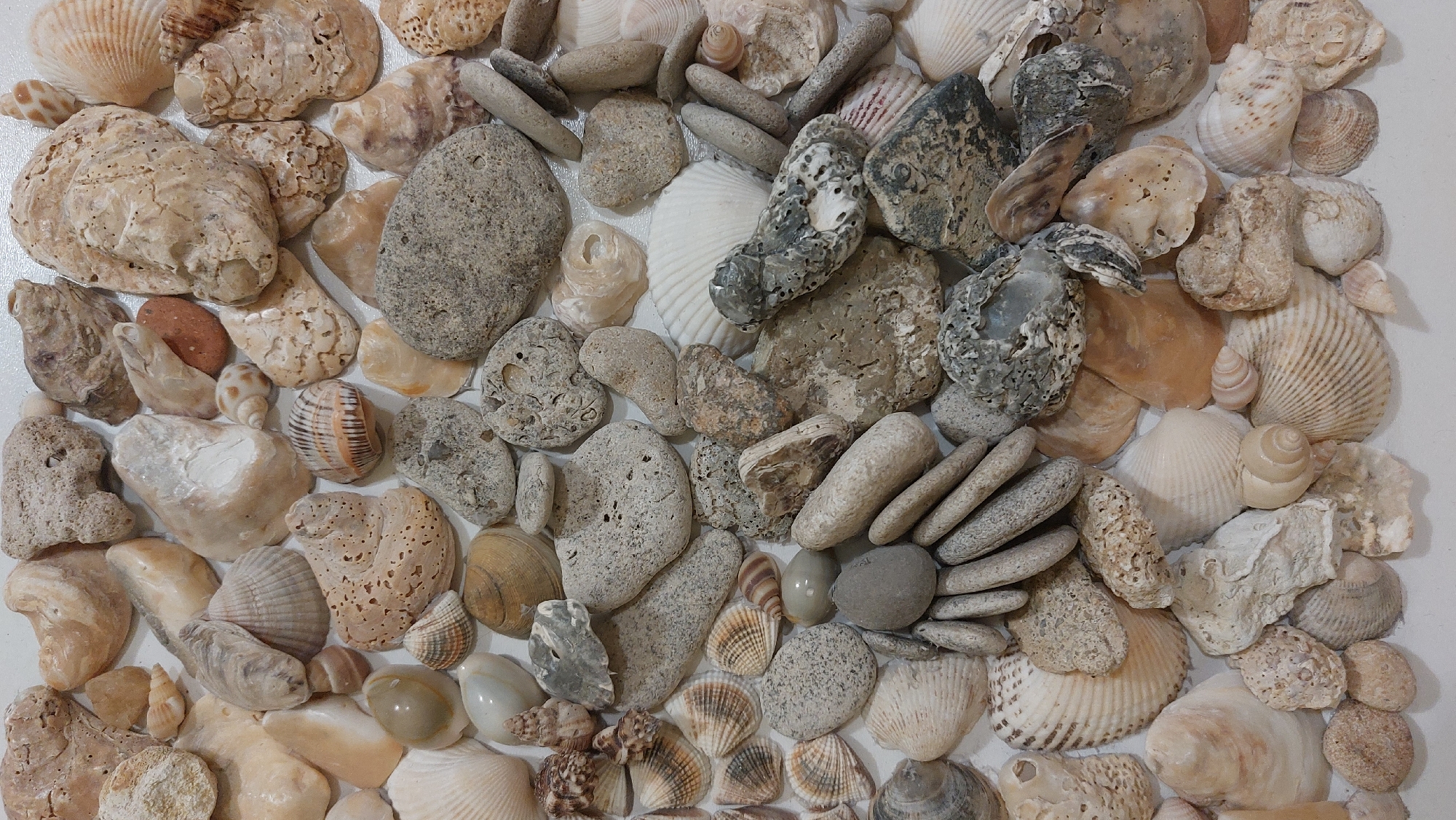 Shells, stones, and painted nails in a close-up styling session