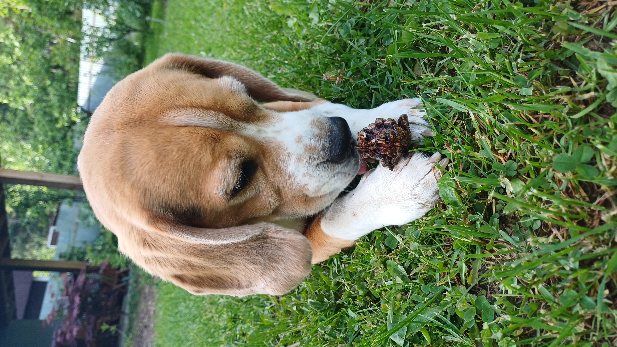 Pet owner documents beagles and cat during quiet afternoon