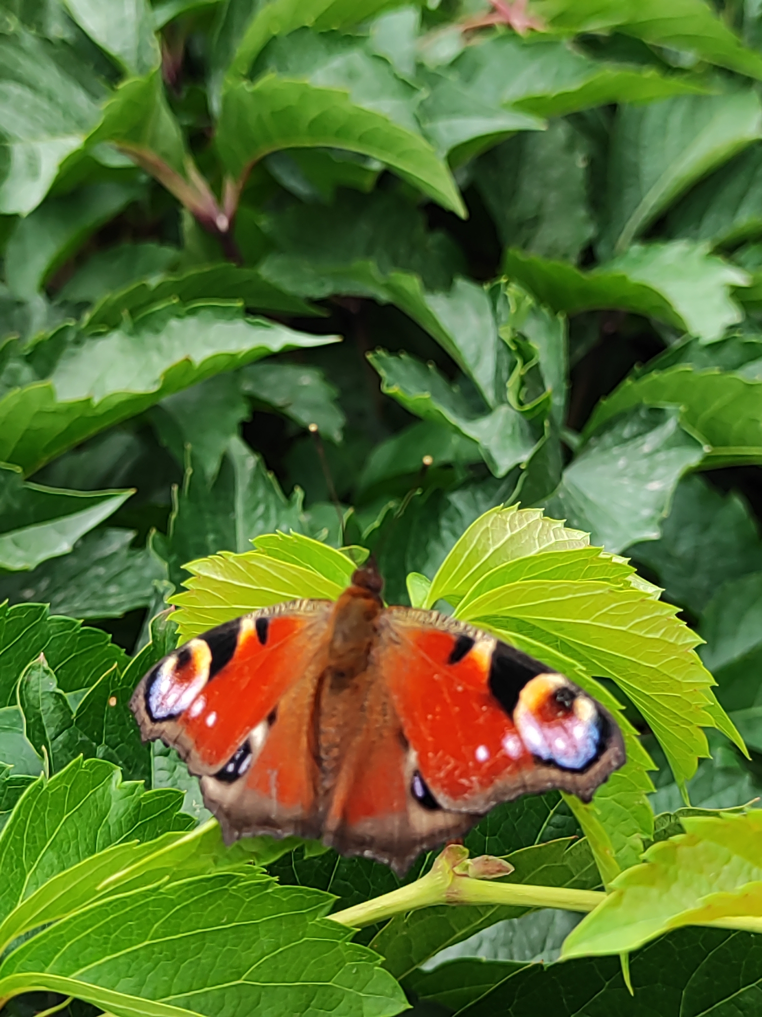 Peacock butterfly on a vine wall, Almaty highway and mountains behind