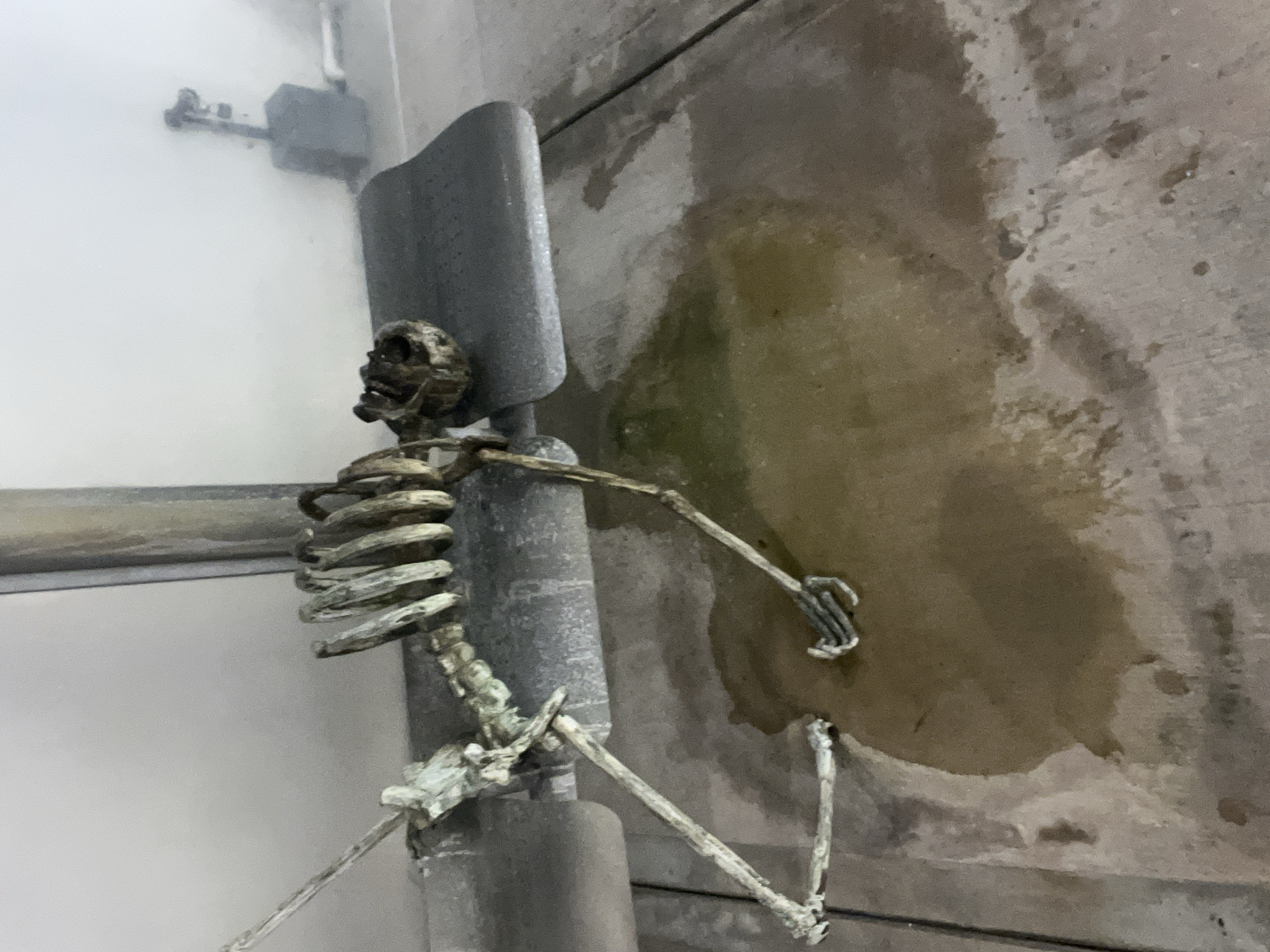 Deteriorated skeleton display found in water-damaged Miami building