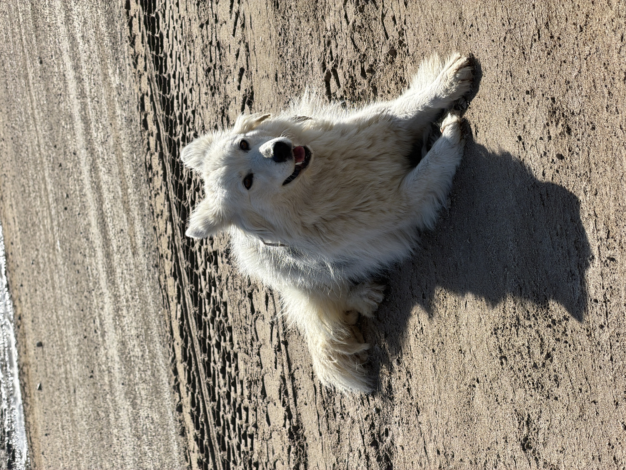 White dog spotted on streets in Noviy, Russia