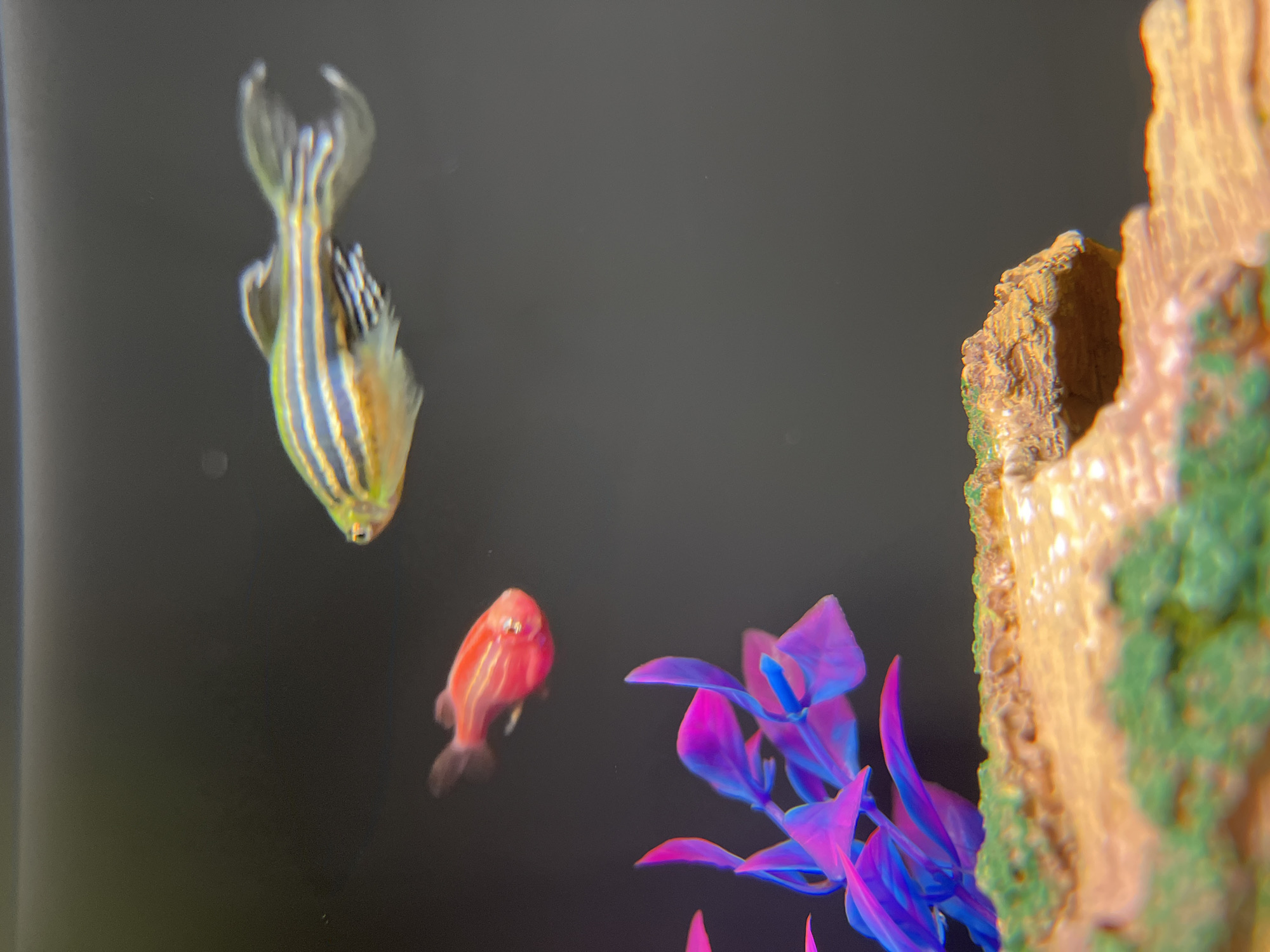 Domestic aquarium scene captured with fish and decorations in Kazan