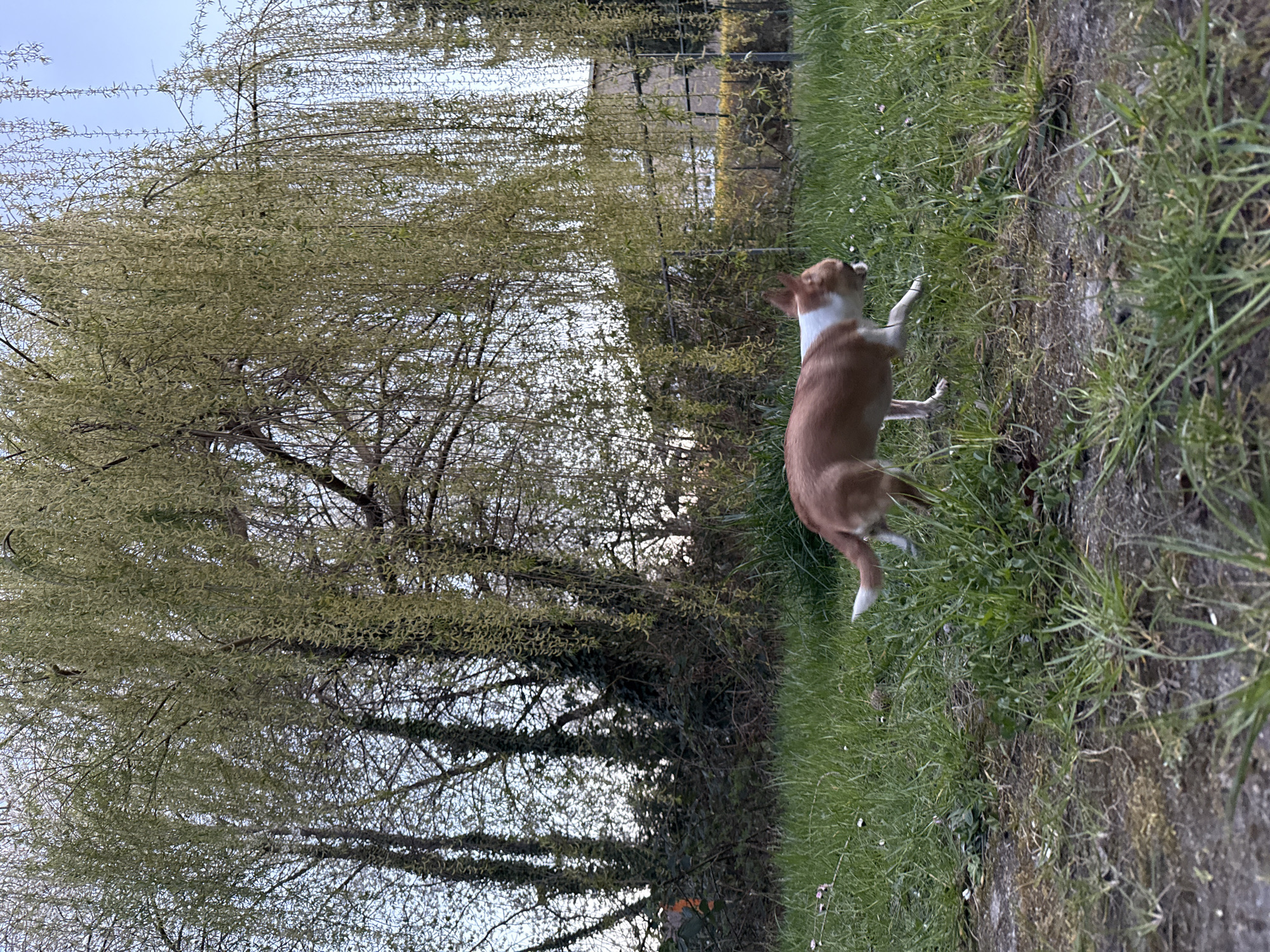 Dog spotted during twilight walk in Lauchhammer, Germany