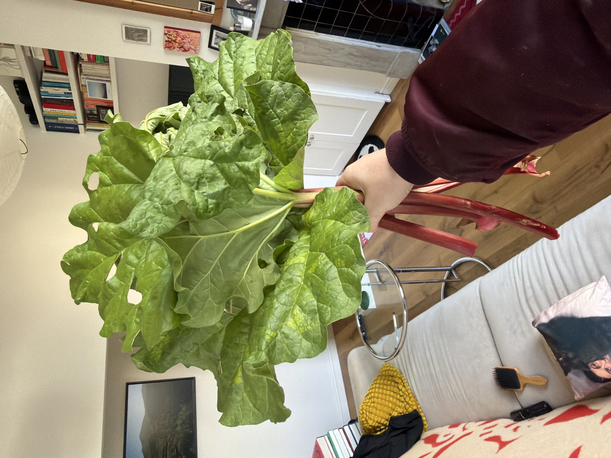 London resident displays fresh rhubarb at home
