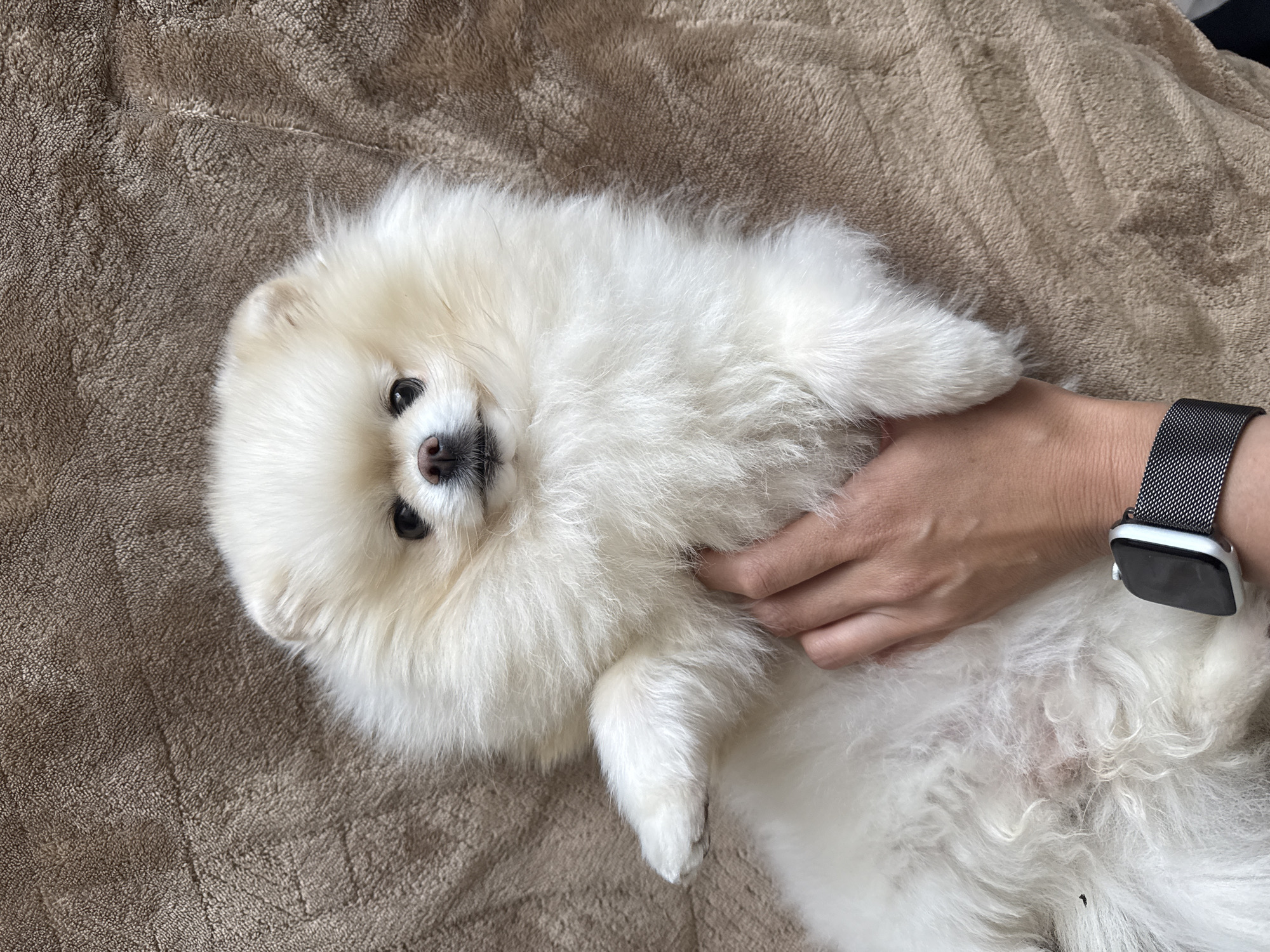 White Pomeranian rests on back in Saratov home
