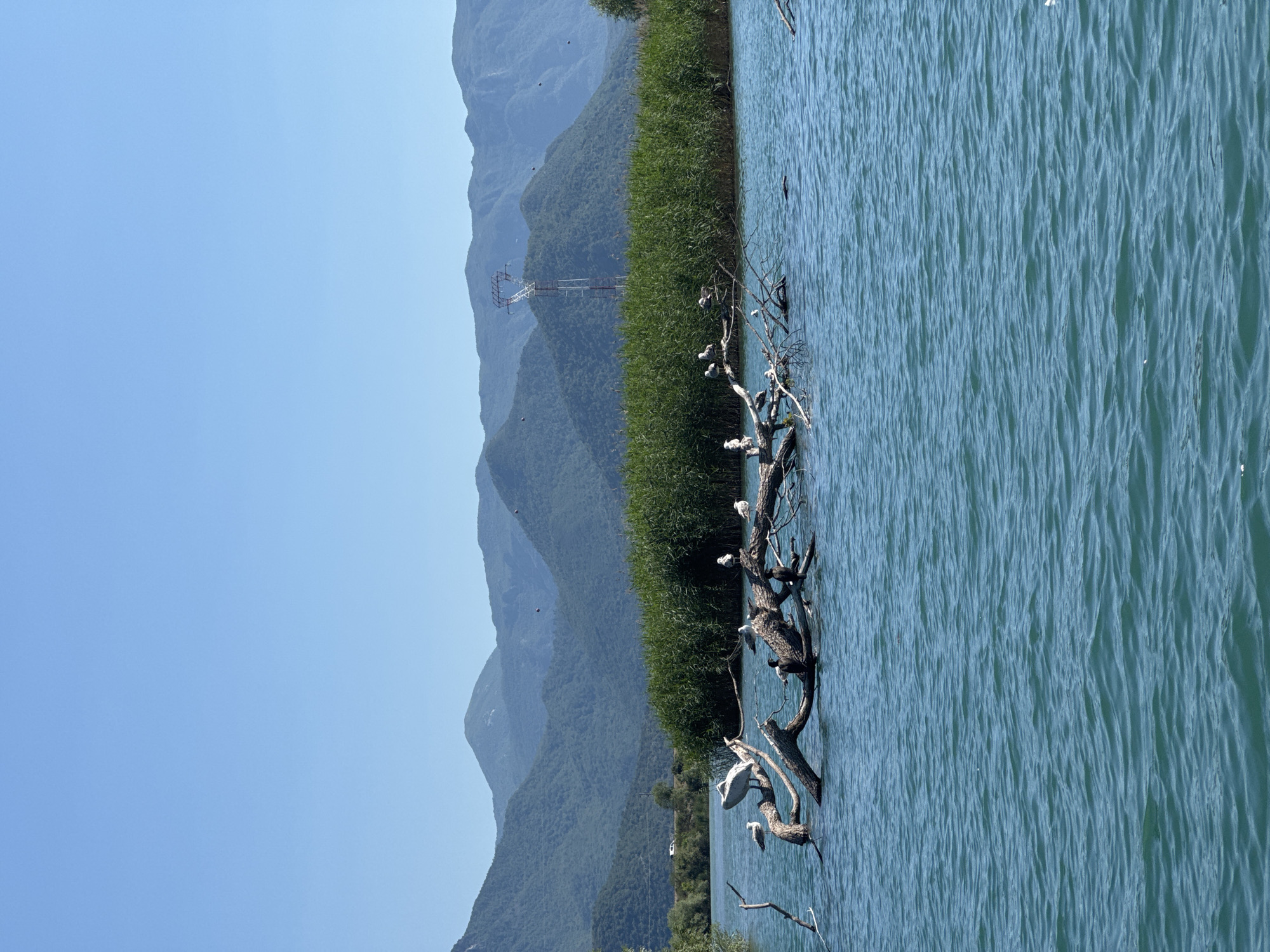 Boat journey captures Lake Skadar wildlife and scenery near Vranjina