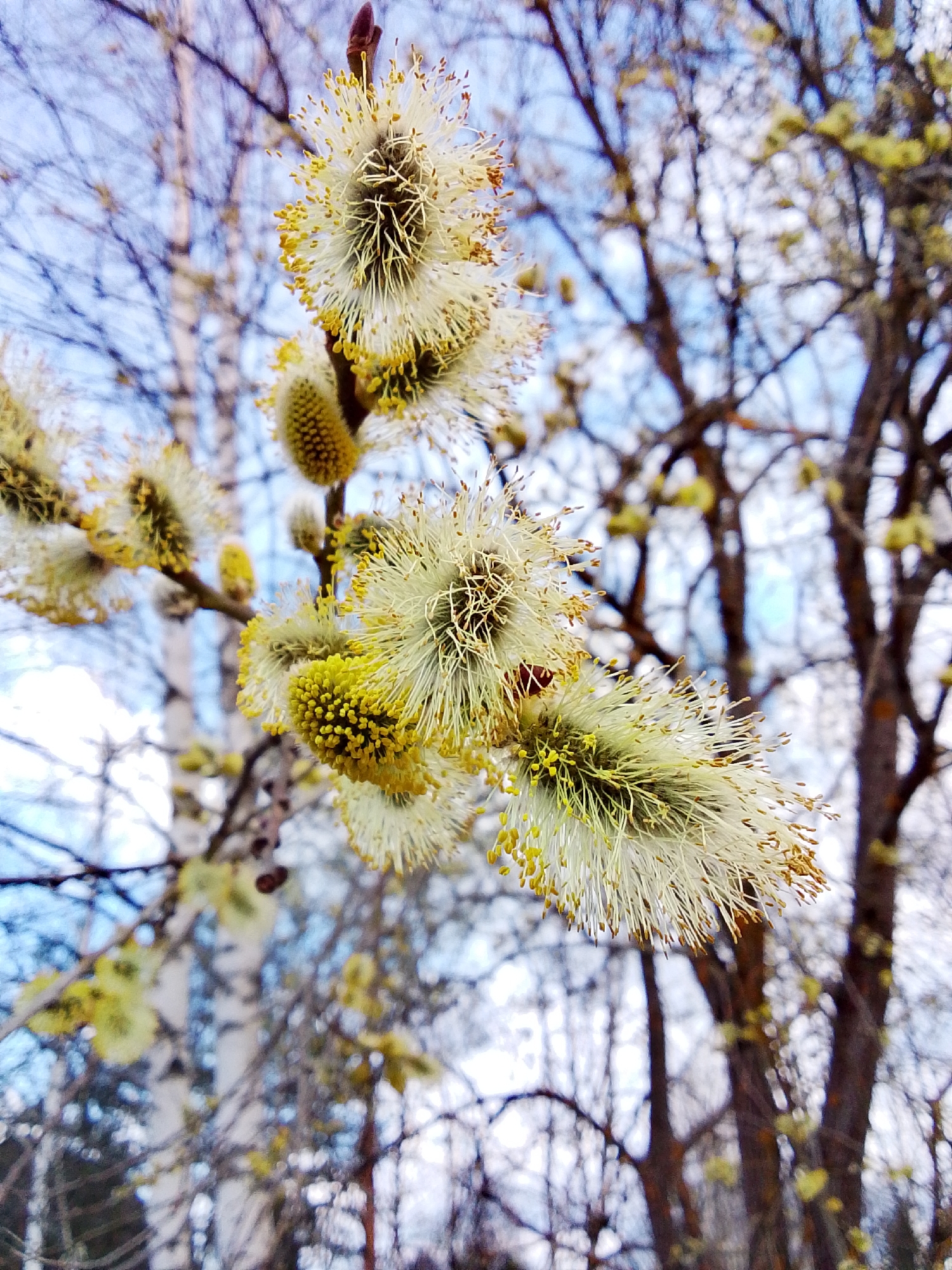 Pussy willow blooms observed in Russian village during spring