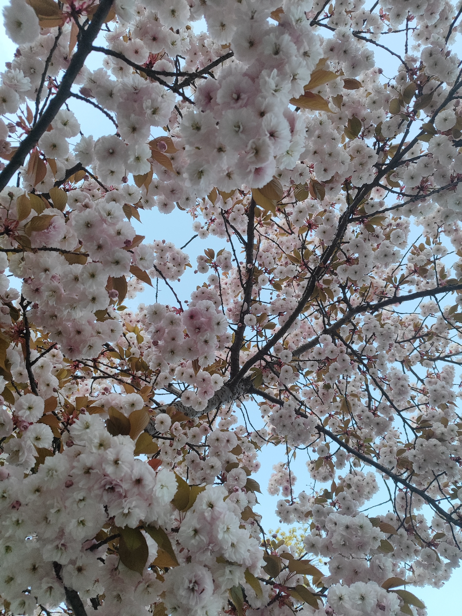 Cherry blossoms captured in full spring bloom