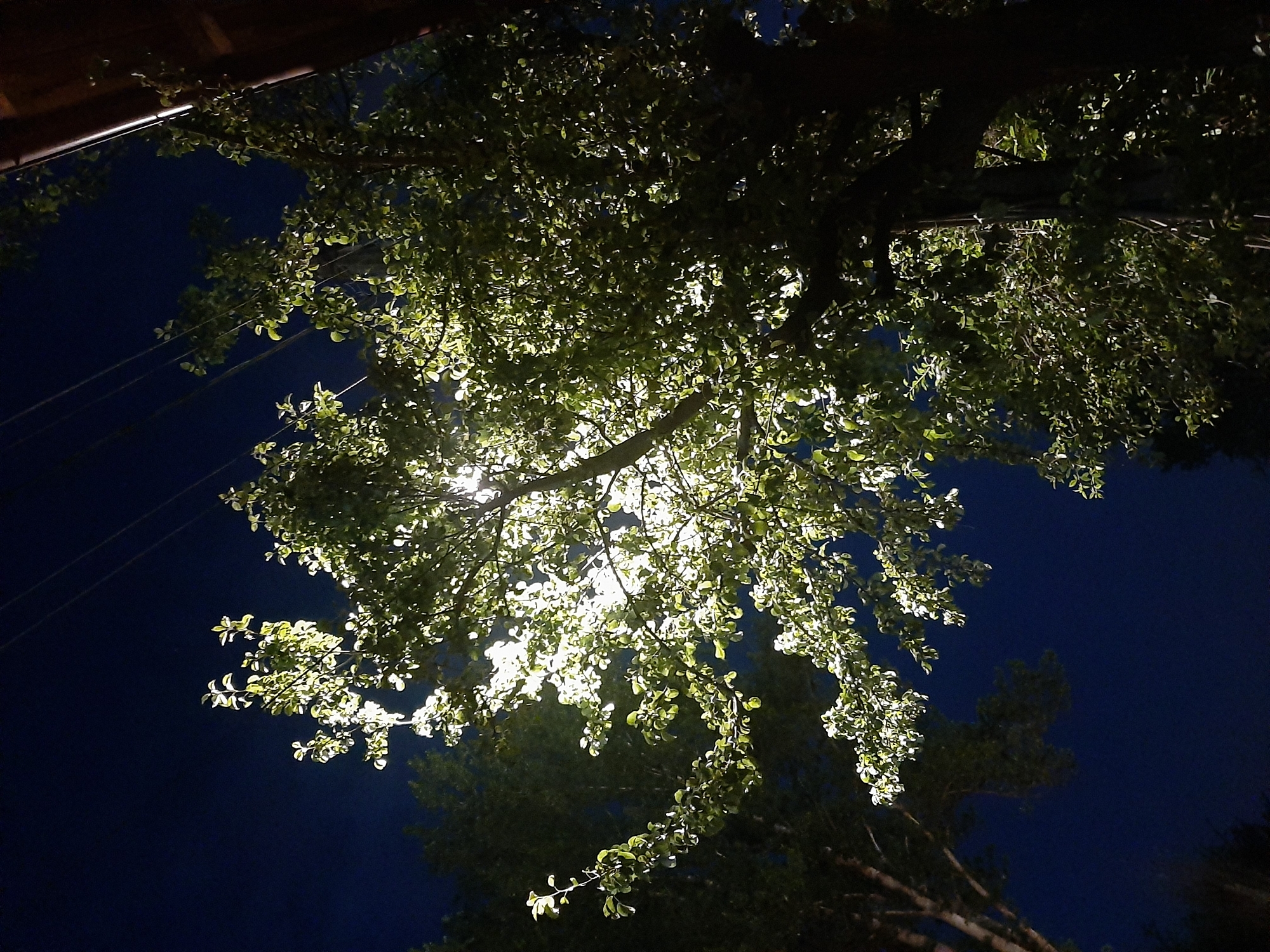 Tree illuminated by street lighting captured in Lviv nighttime