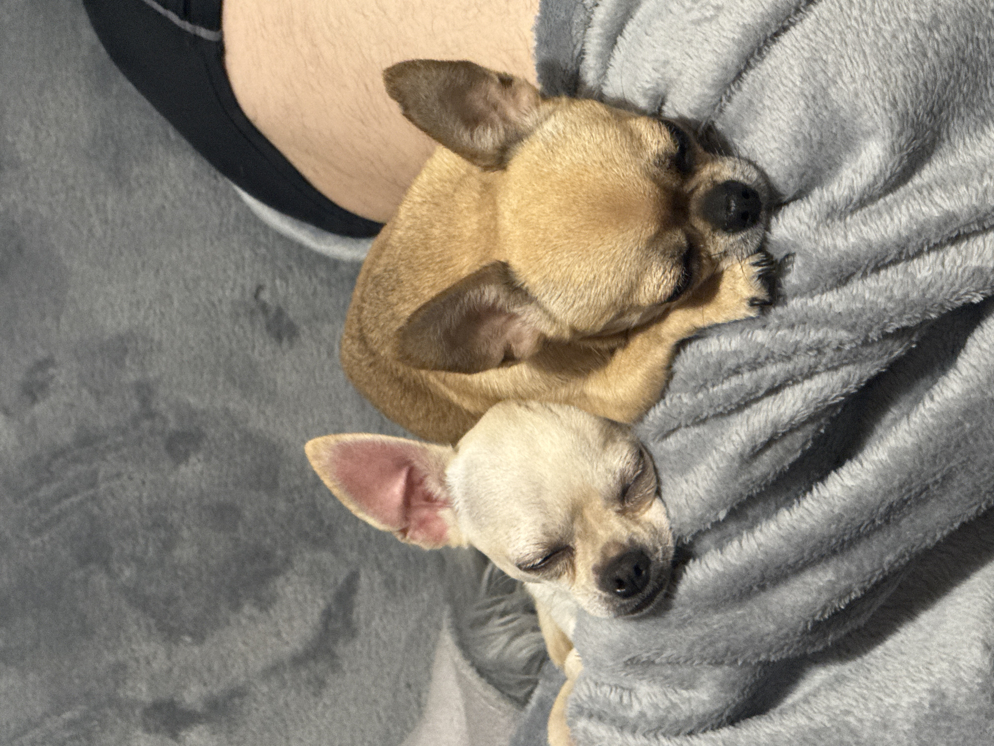 Two chihuahuas sleep on blanket in Sofia home