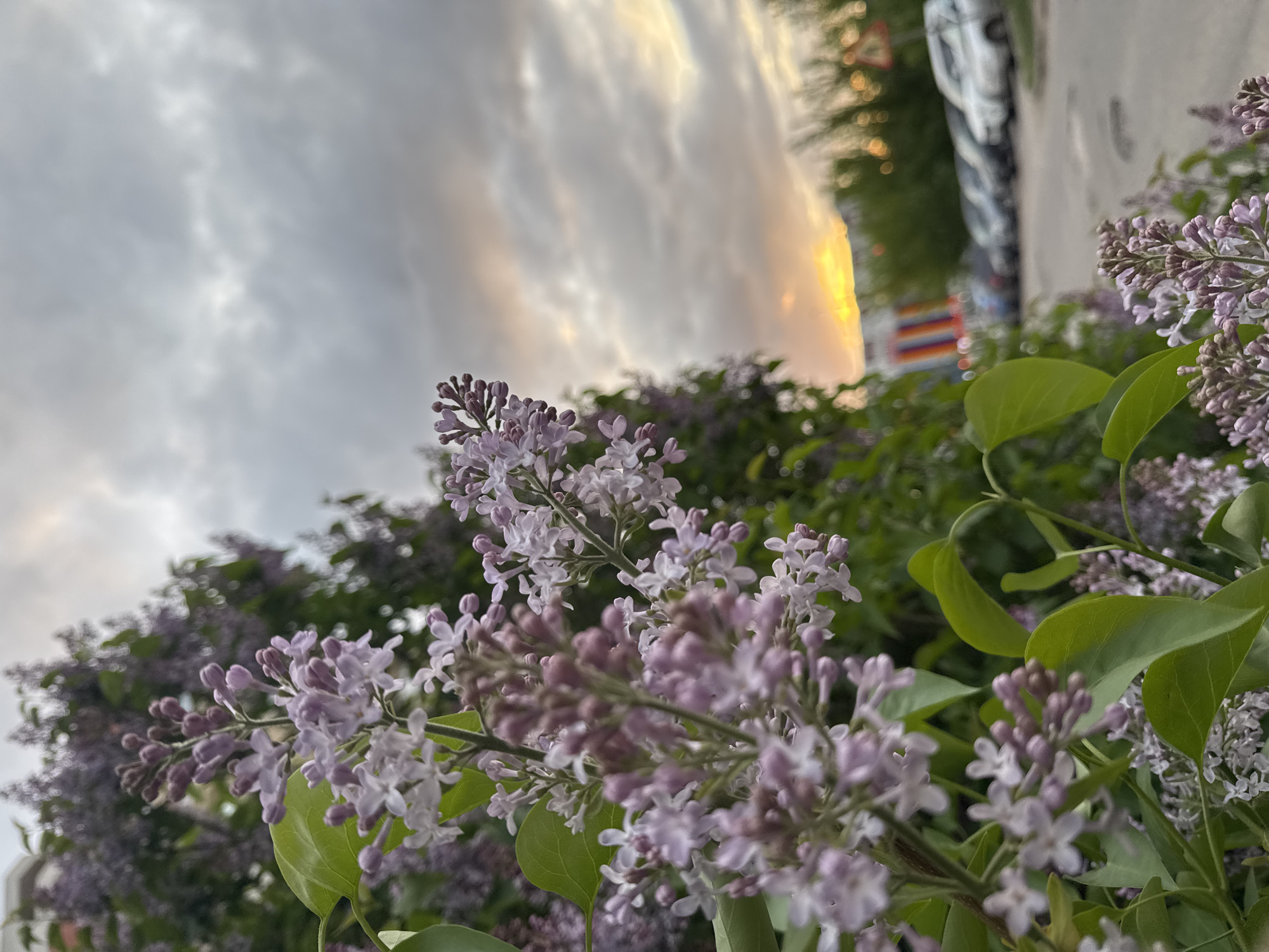 Spring blooms and street life documented in urban neighborhood