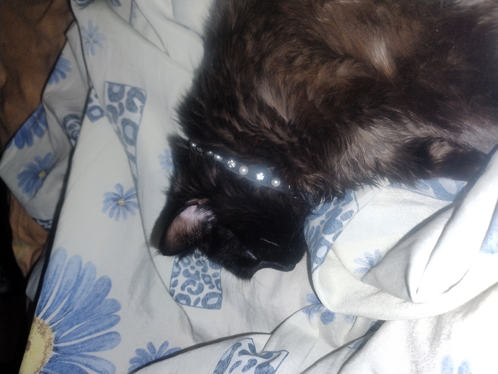 Black cat relaxes on floral bedding, caught in various states of rest