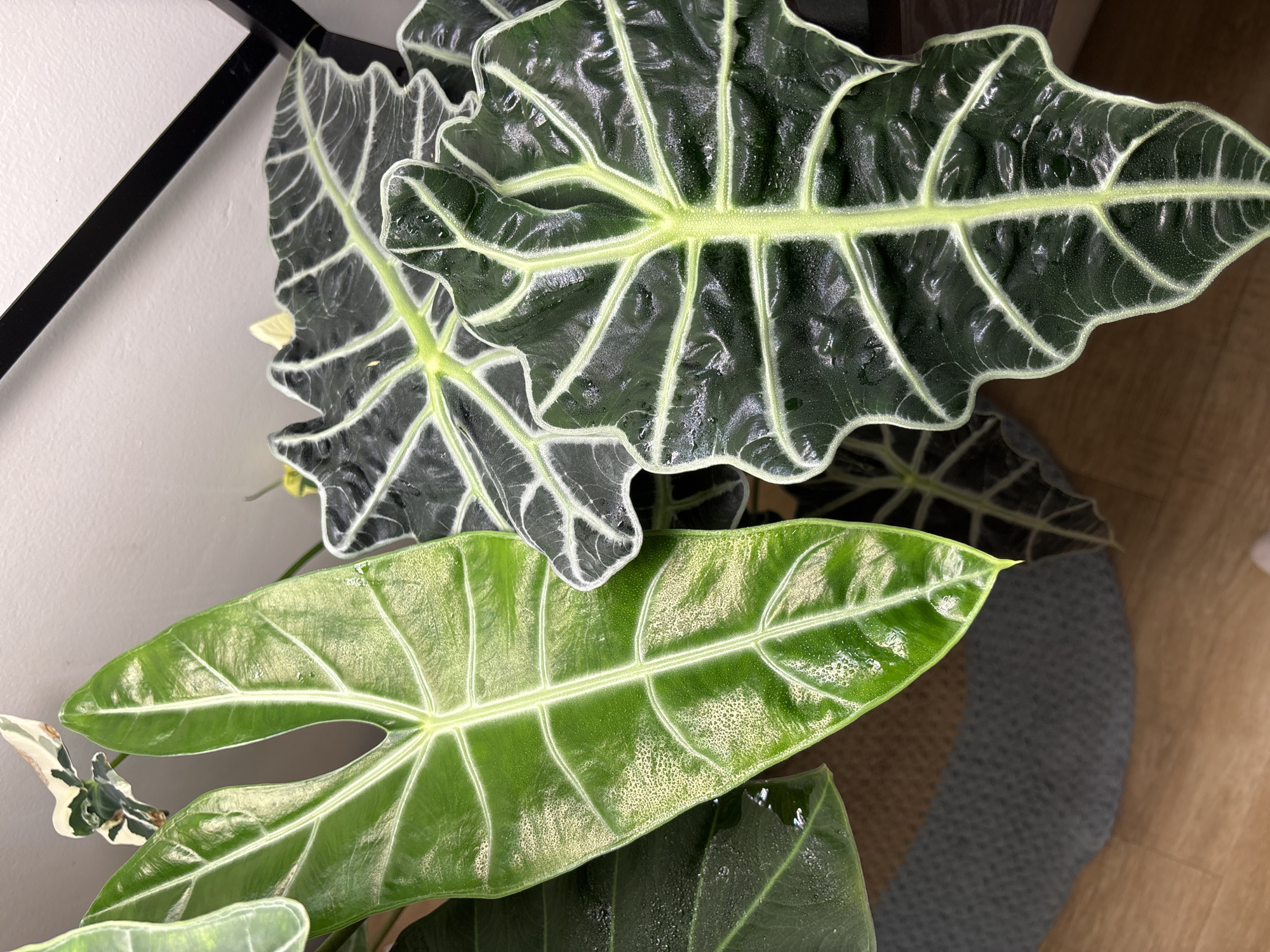 Alocasia plants up close, morning light, southern Russia