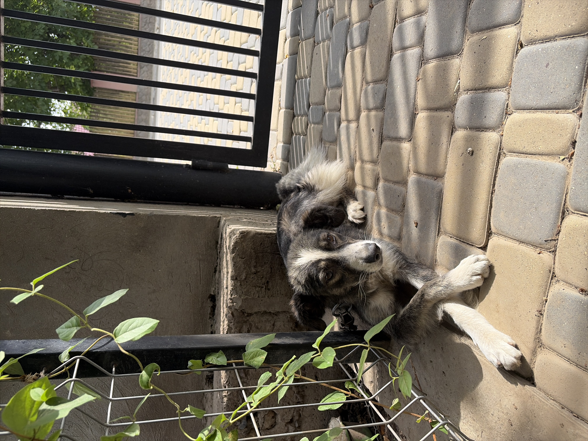 Lazy summer morning with pets and coffee in rural Moldova