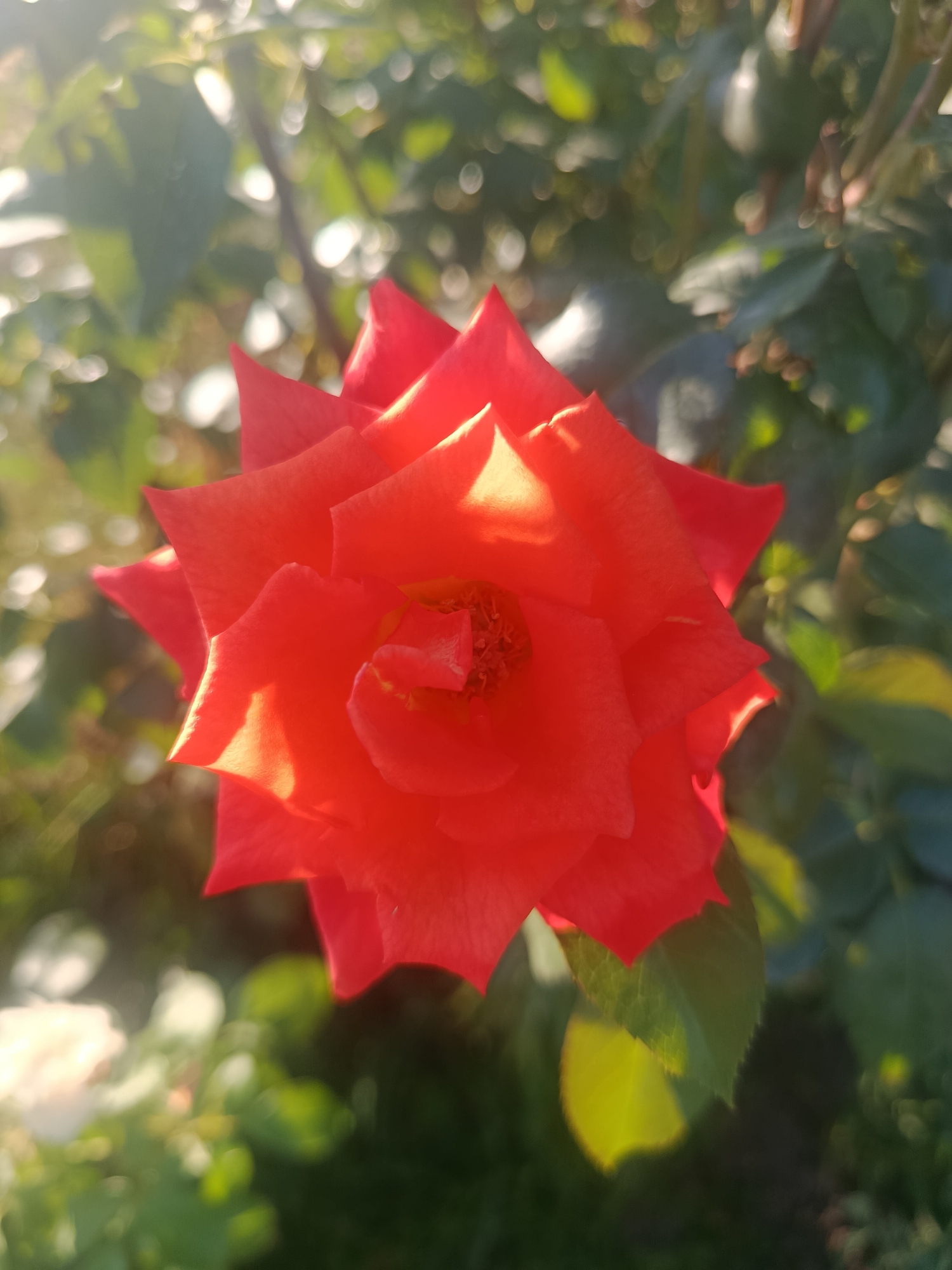 Macro garden series: blooms, berries, and beetles up close