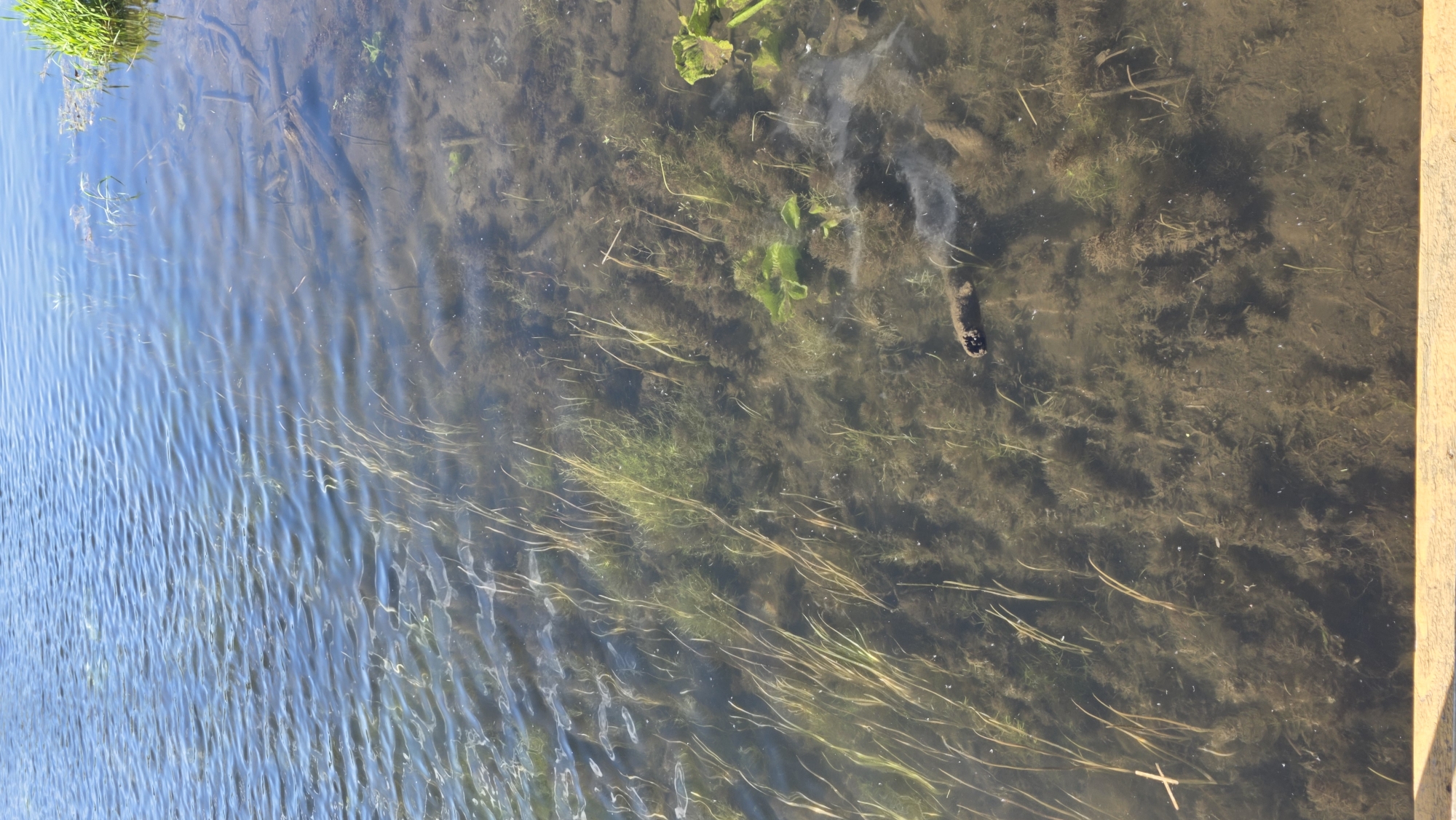 Spring afternoon stroll documented through Gatchina parks and waterways