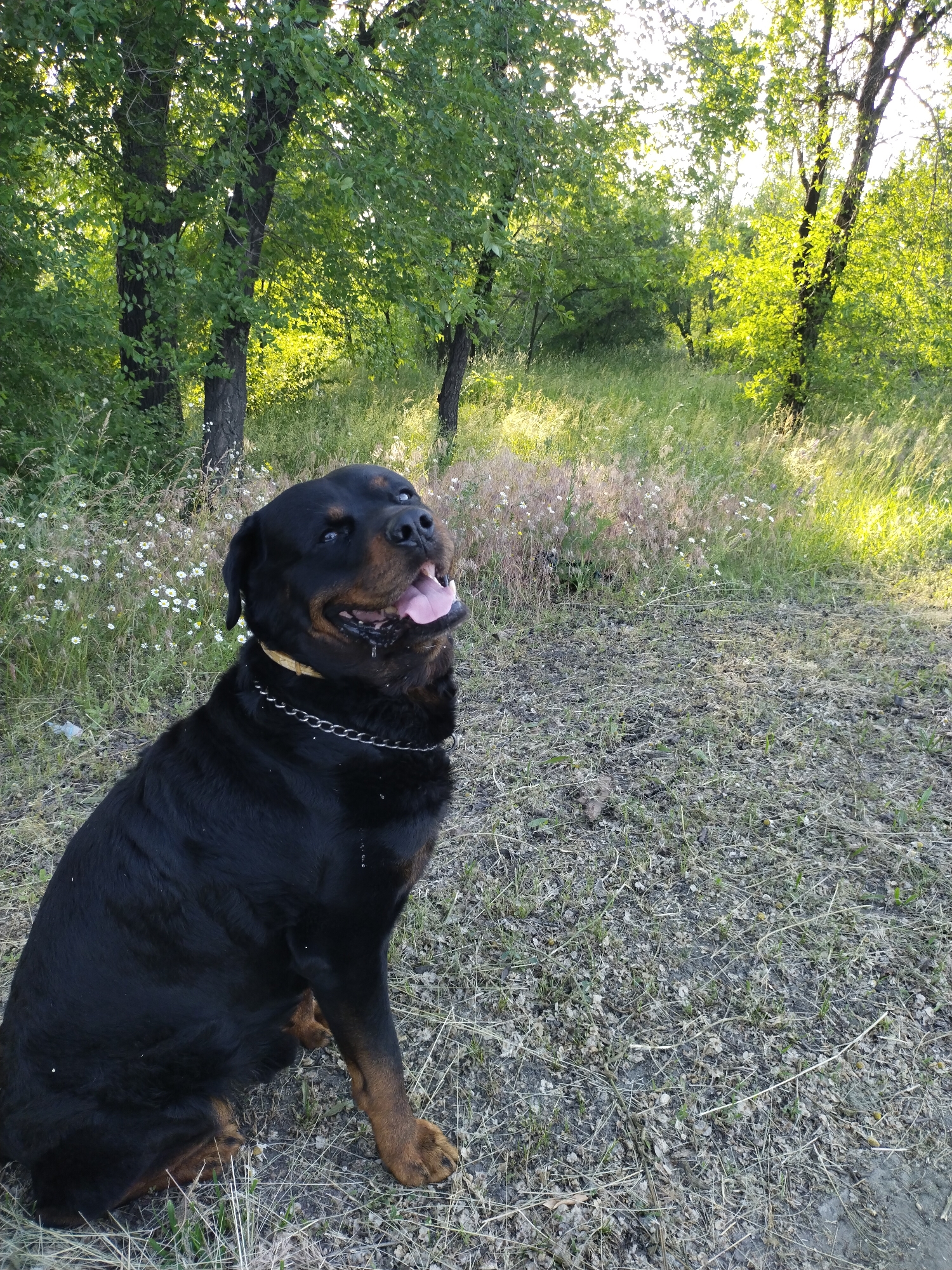Dog walker documents afternoon stroll through Horishni Plavni countryside