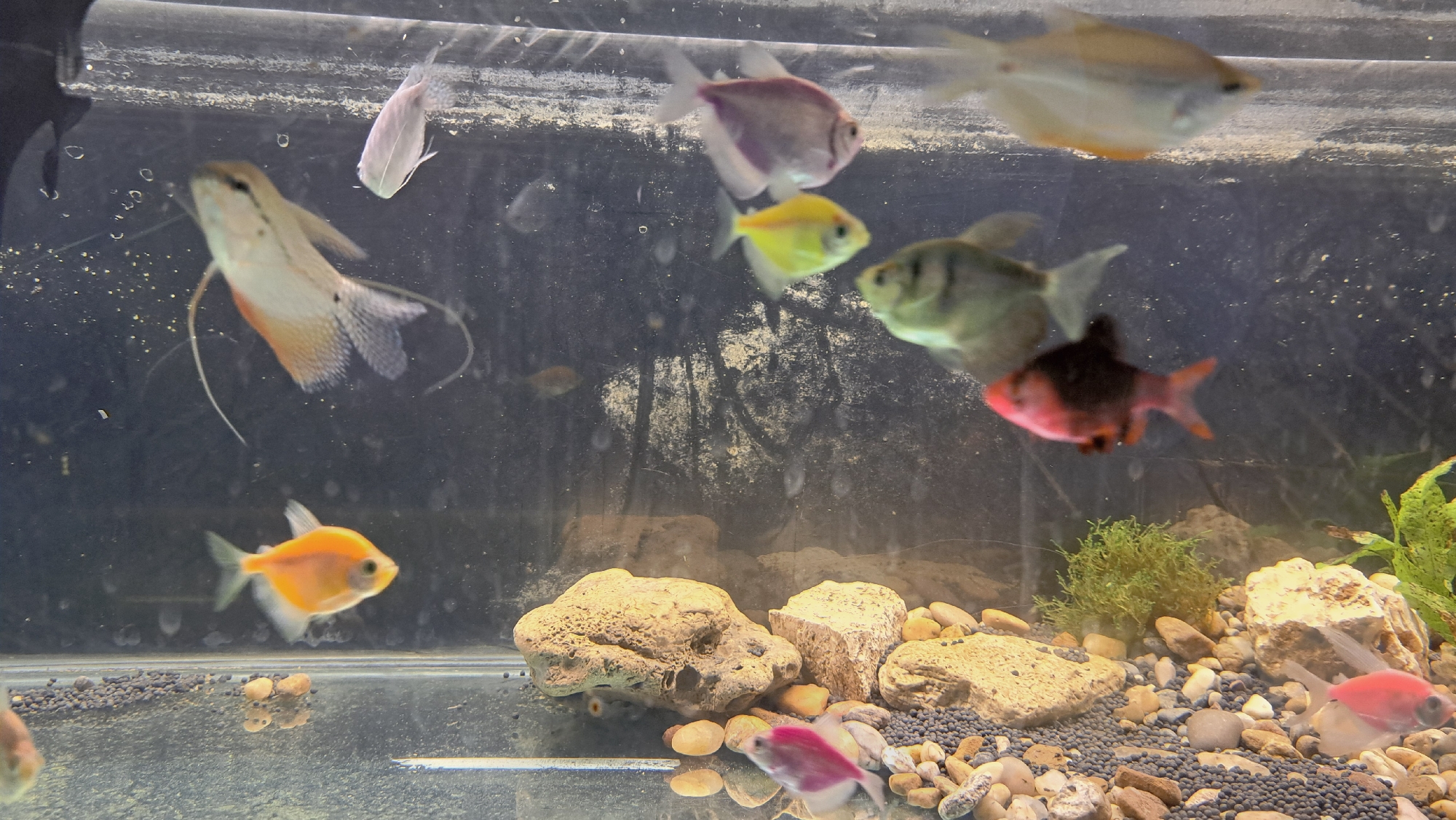 Colorful aquarium fish observed in Bulgarian home tank