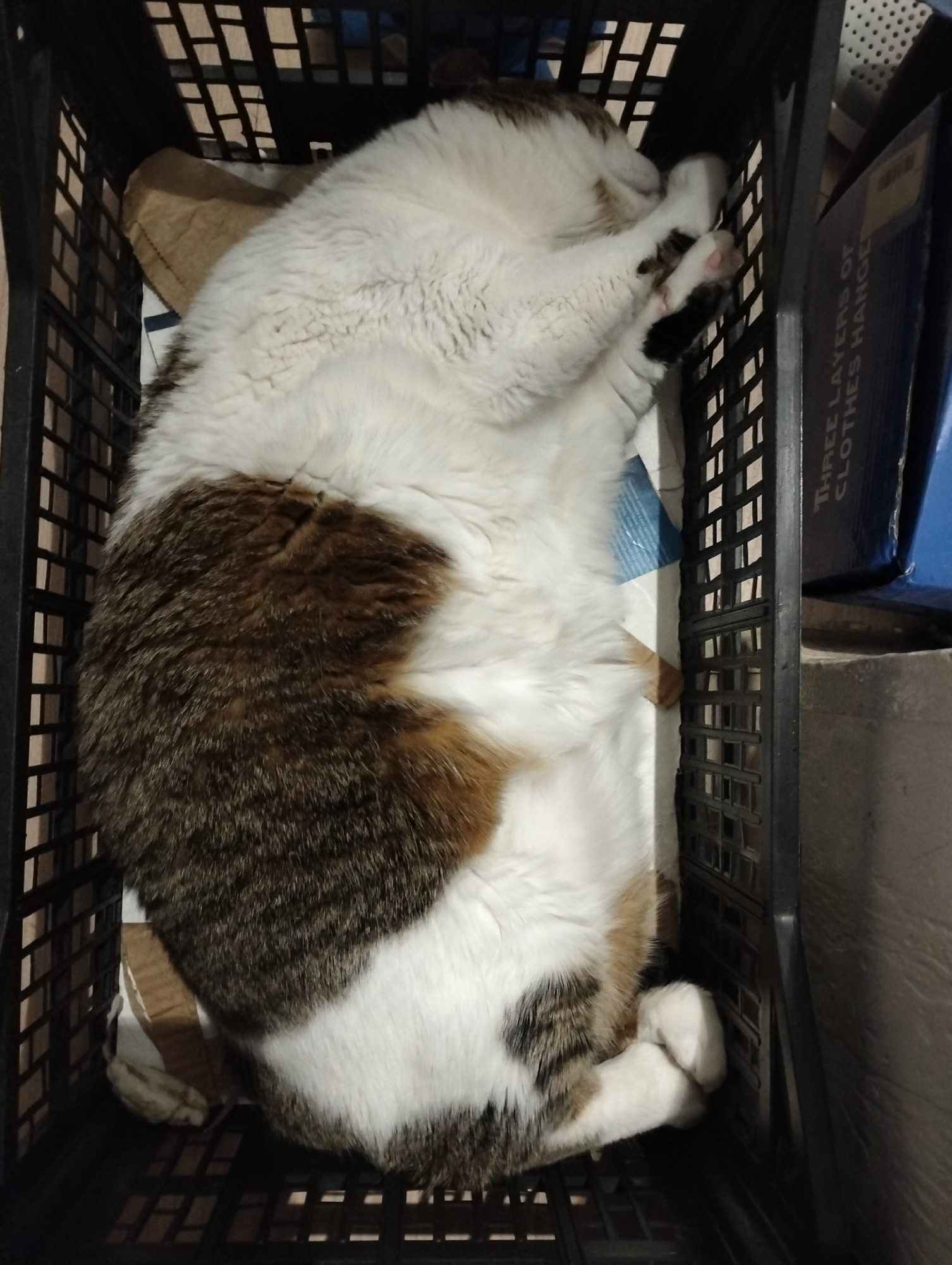 Cat sleeps in makeshift bed in Ukrainian village