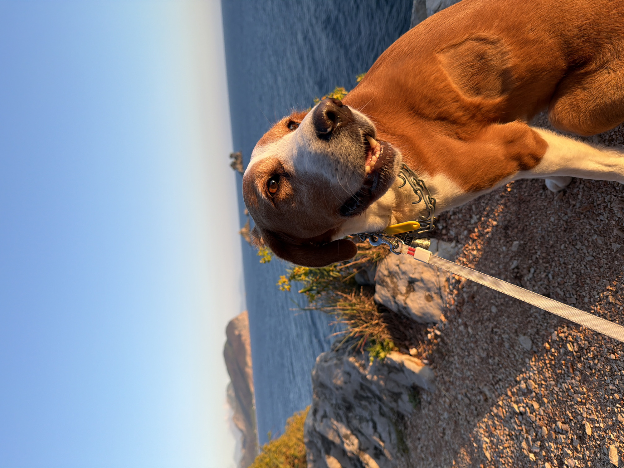 Dog rests on coastal path in Montenegro