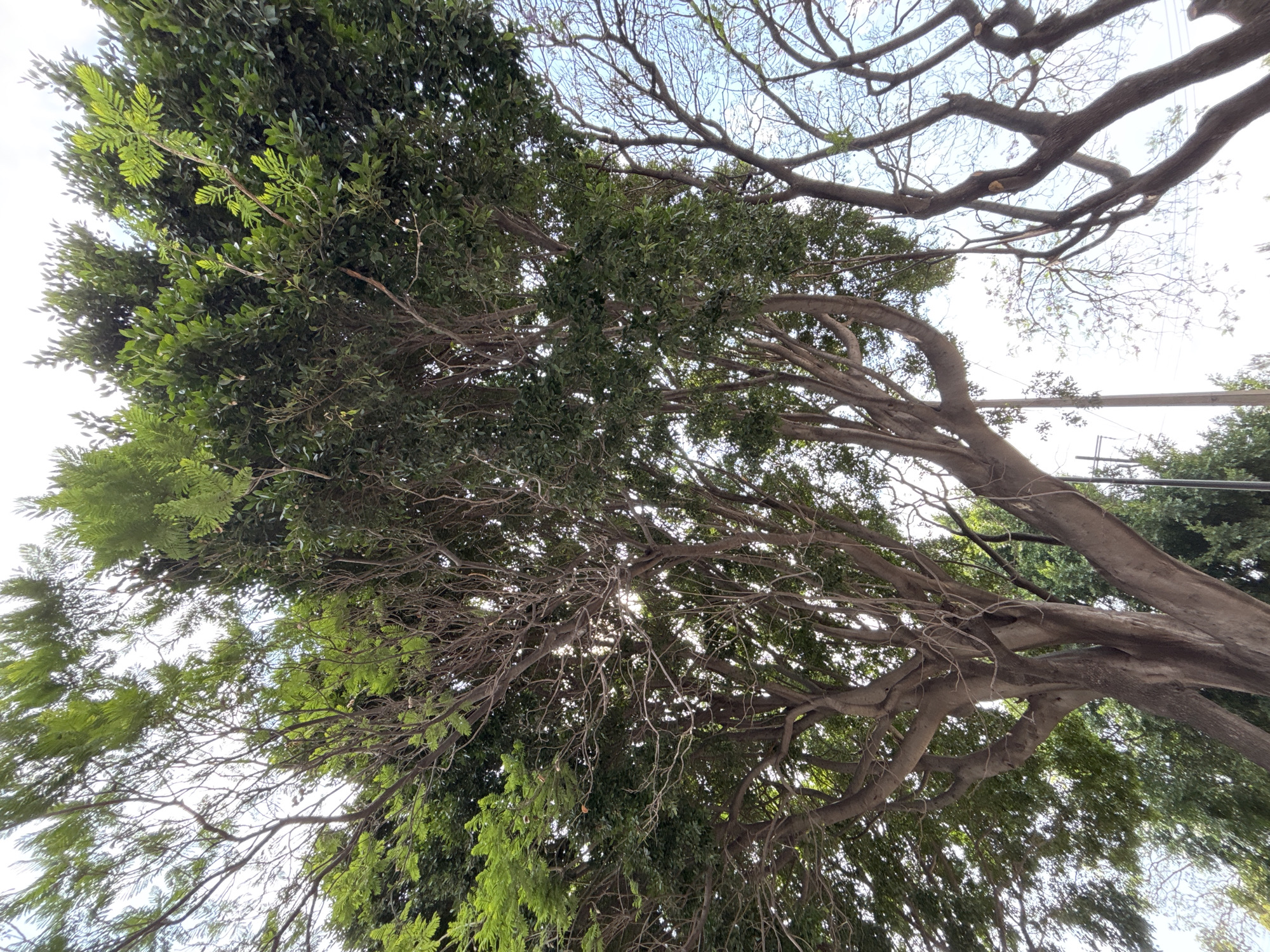 Tree canopy photographed from below in Puebla, Mexico