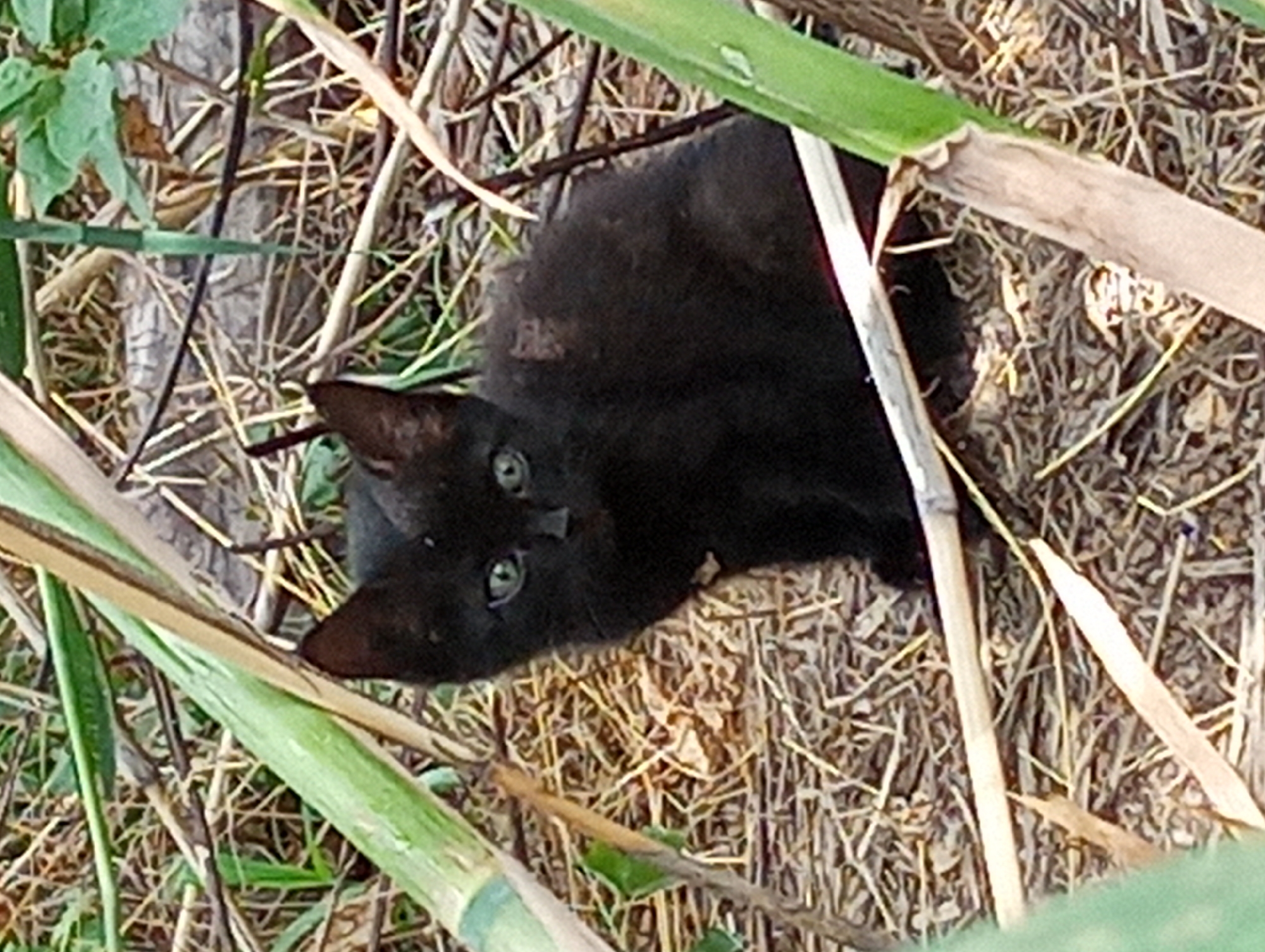 Kitten, plants, and sky on a Shymkent morning
