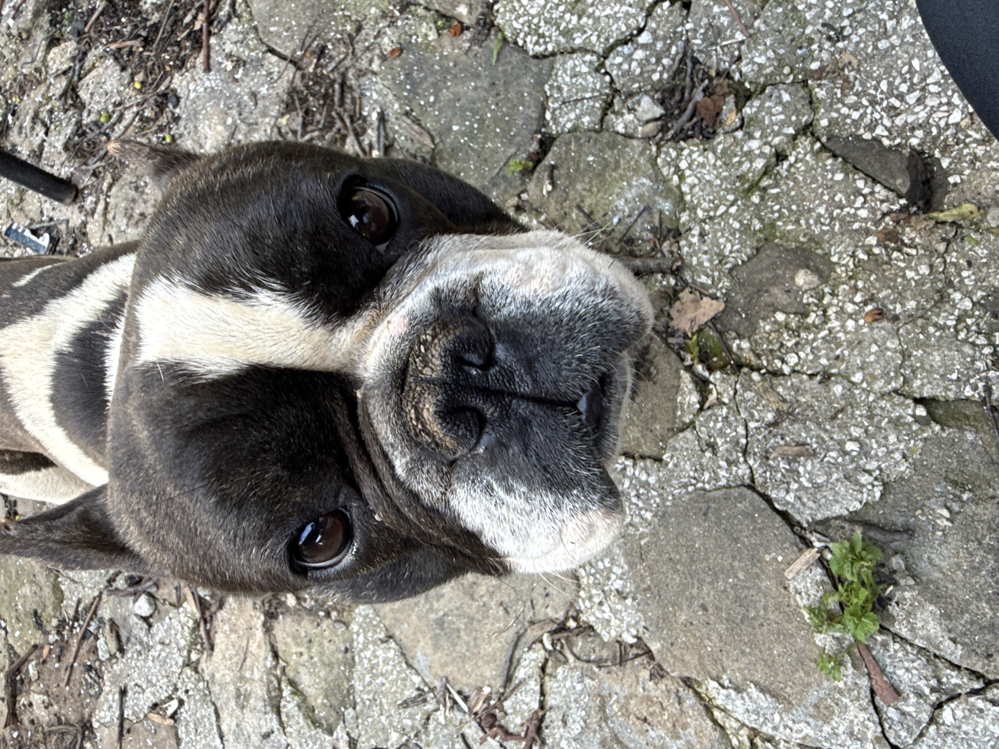 Rural Bulgarian home life documented through pets and landscape views