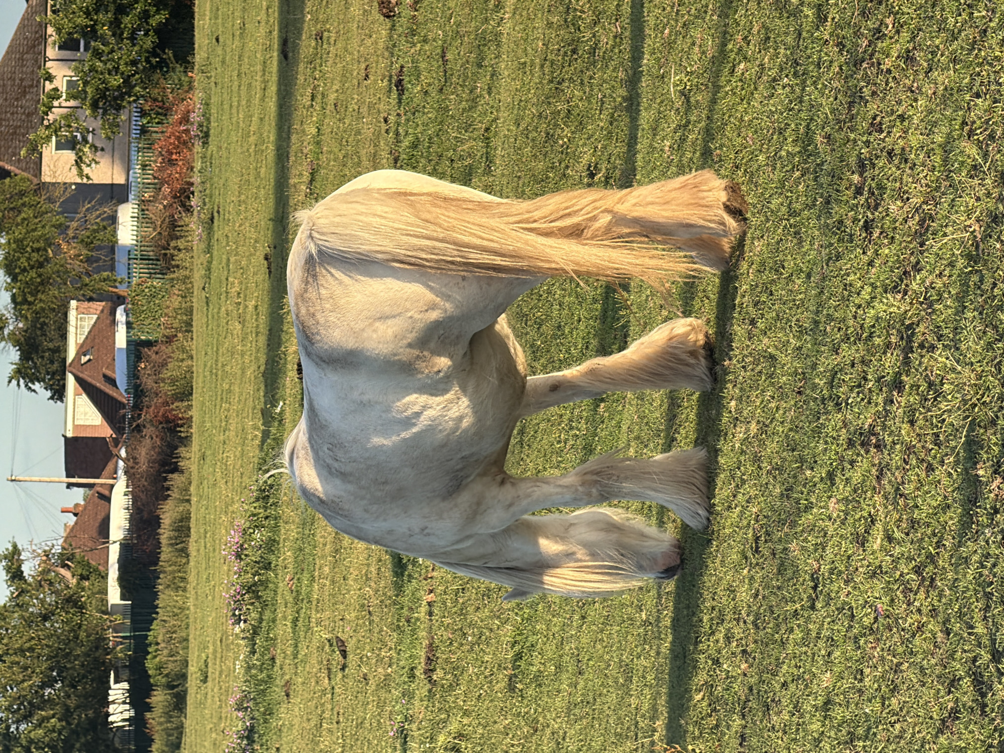 Horses graze peacefully in London field