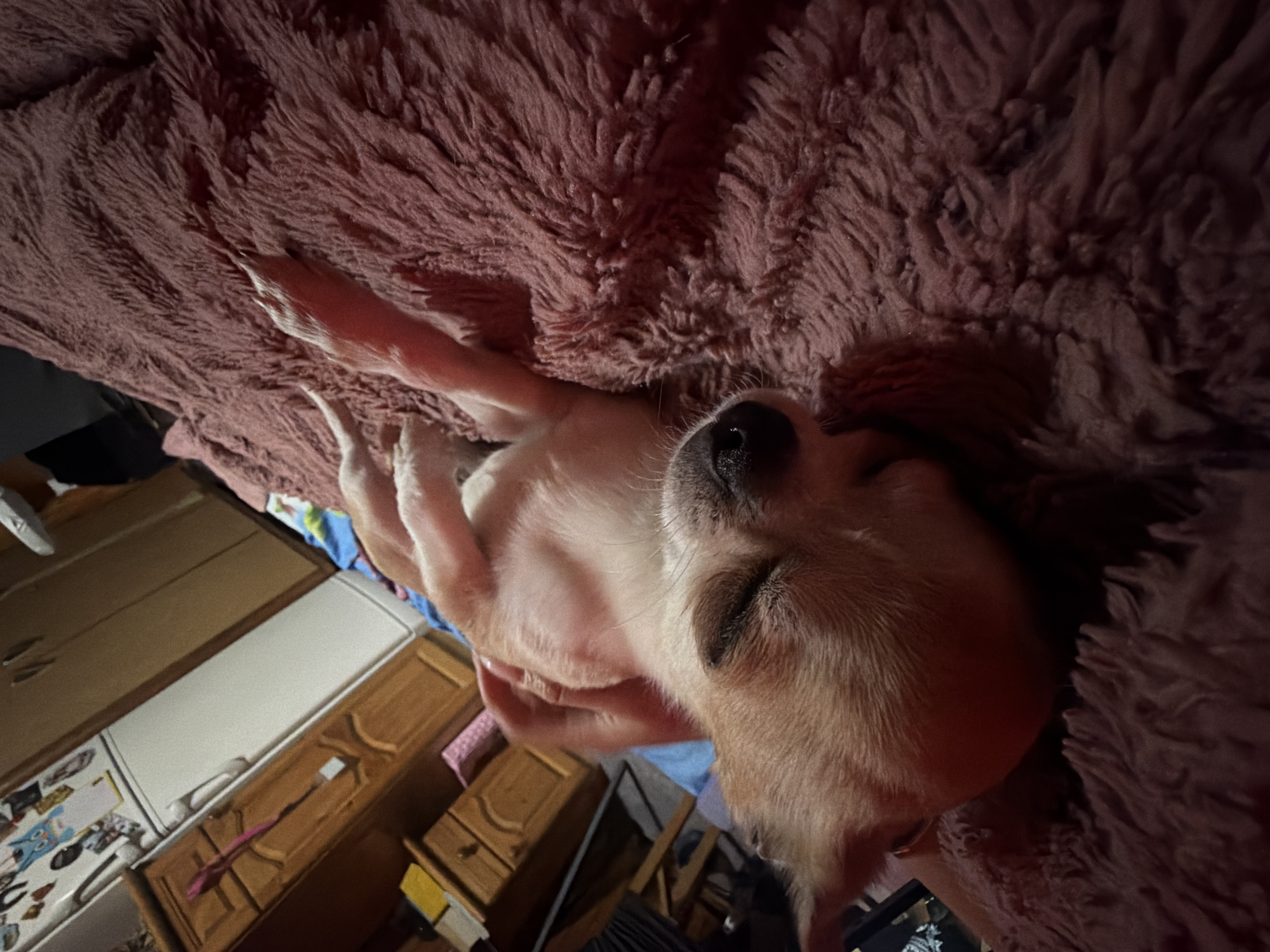 Chihuahua rests on blanket in Bulgarian kitchen