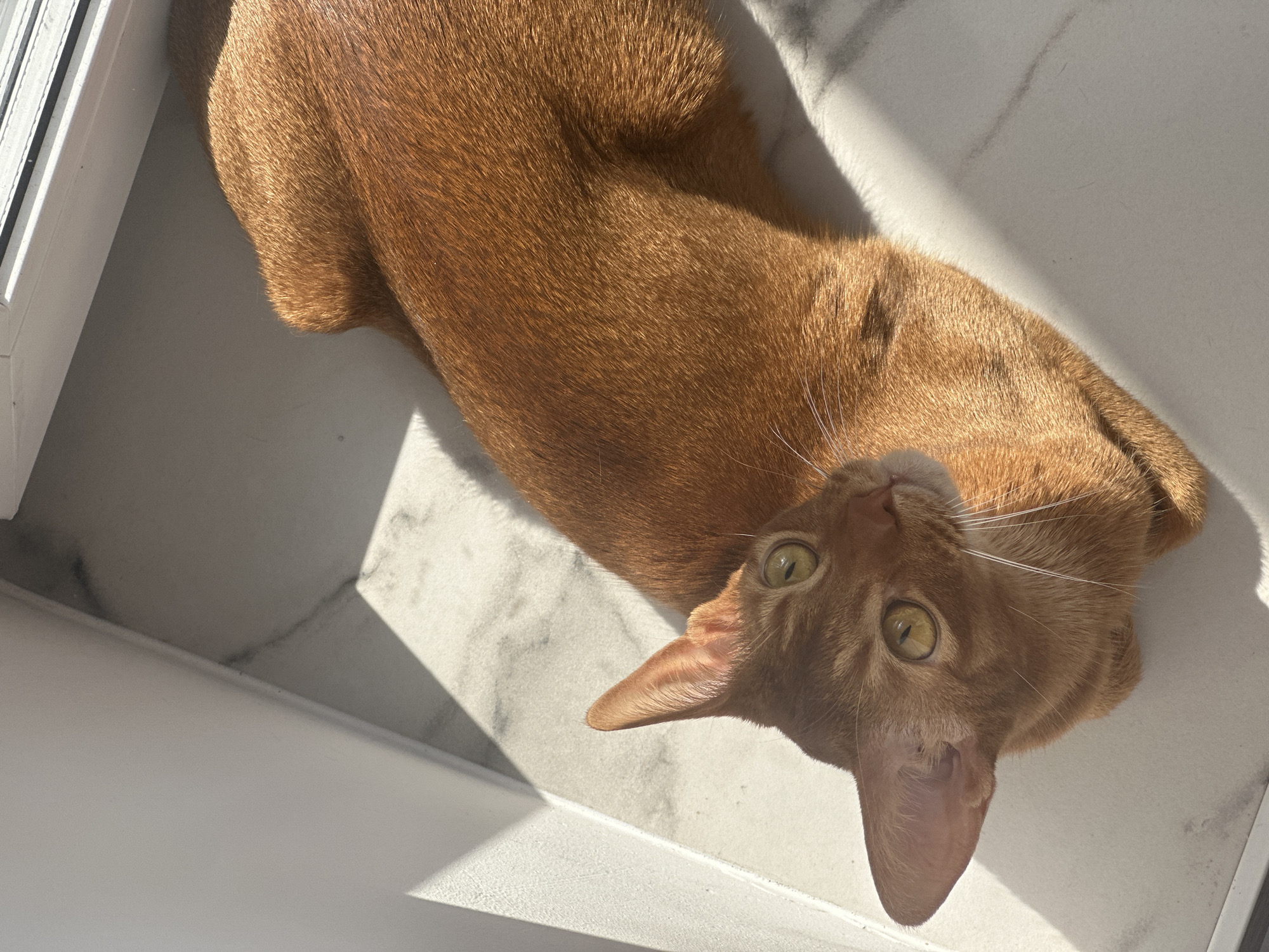 Orange cat rests on marble surface in Kazan