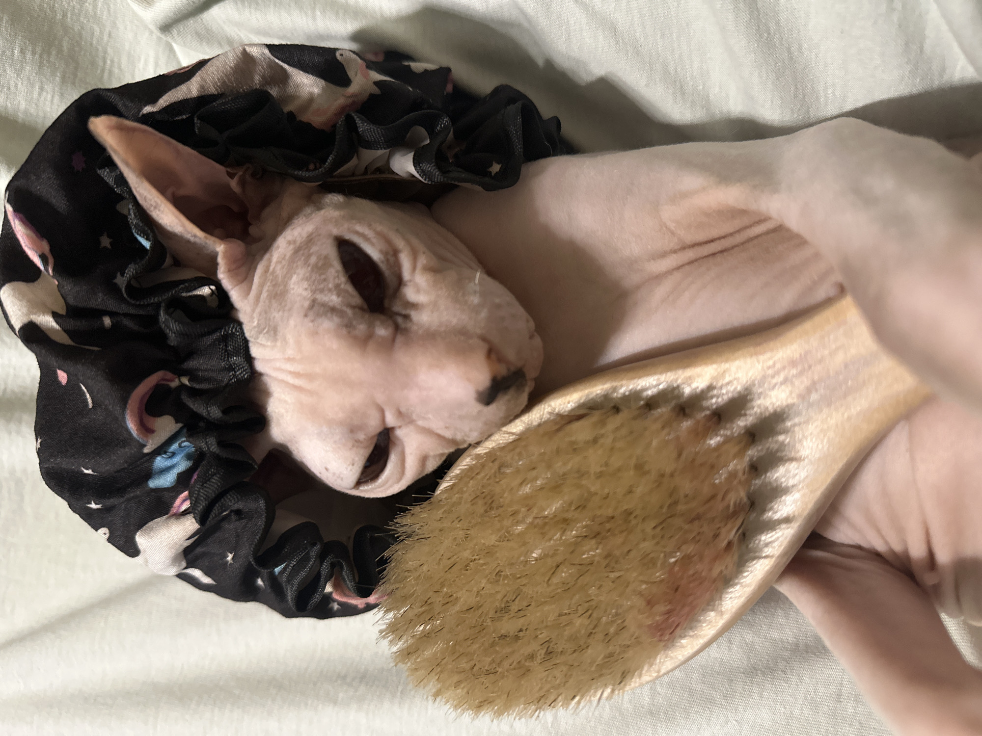 Sphynx cat in unicorn bonnet poses with bath supplies