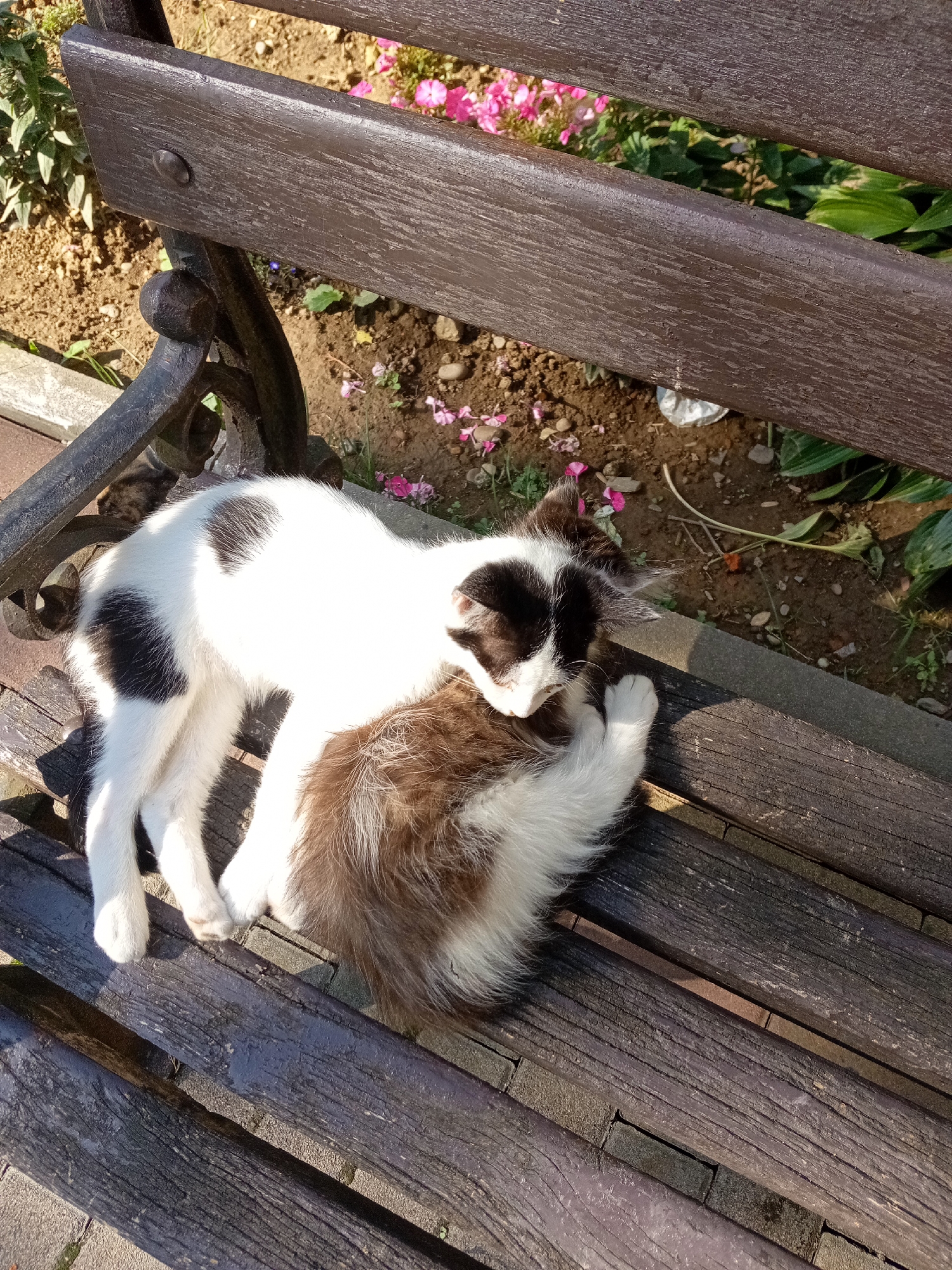 Cats napping and hibiscus blooming on a Tiachiv afternoon
