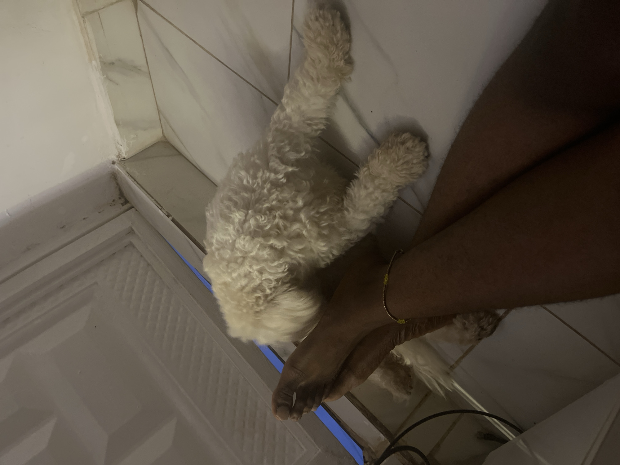 Relaxed evening at home in Abuja with a fluffy dog