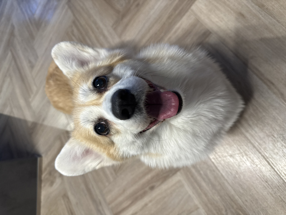 Late night corgi playtime documented in Krasnoyarsk home