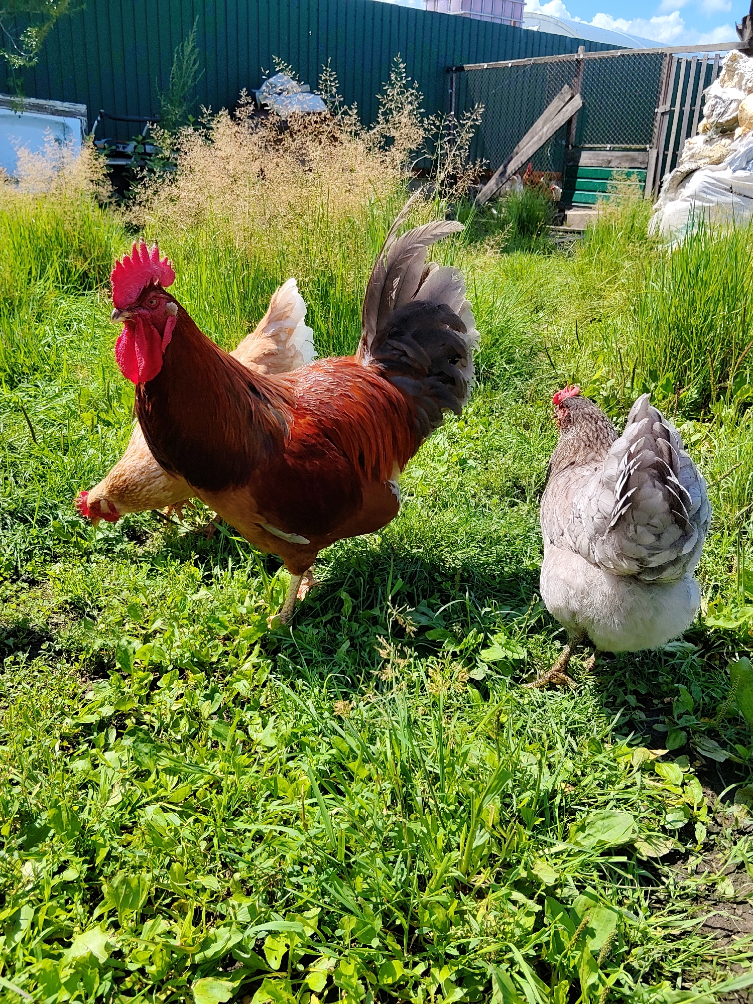 Rooster in full color, sunny day in Blagoveshchensk