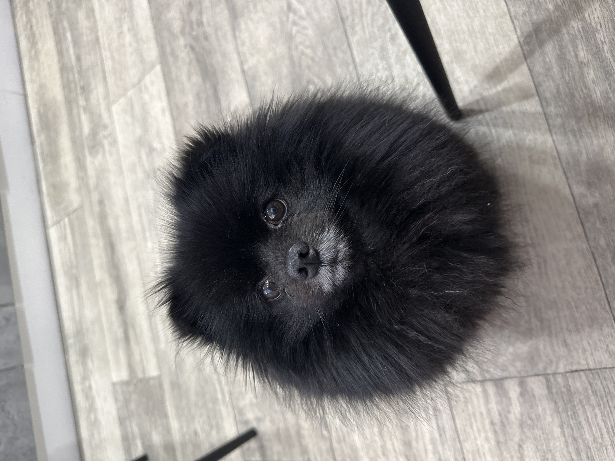Black Pomeranian poses for the camera in Petropavl