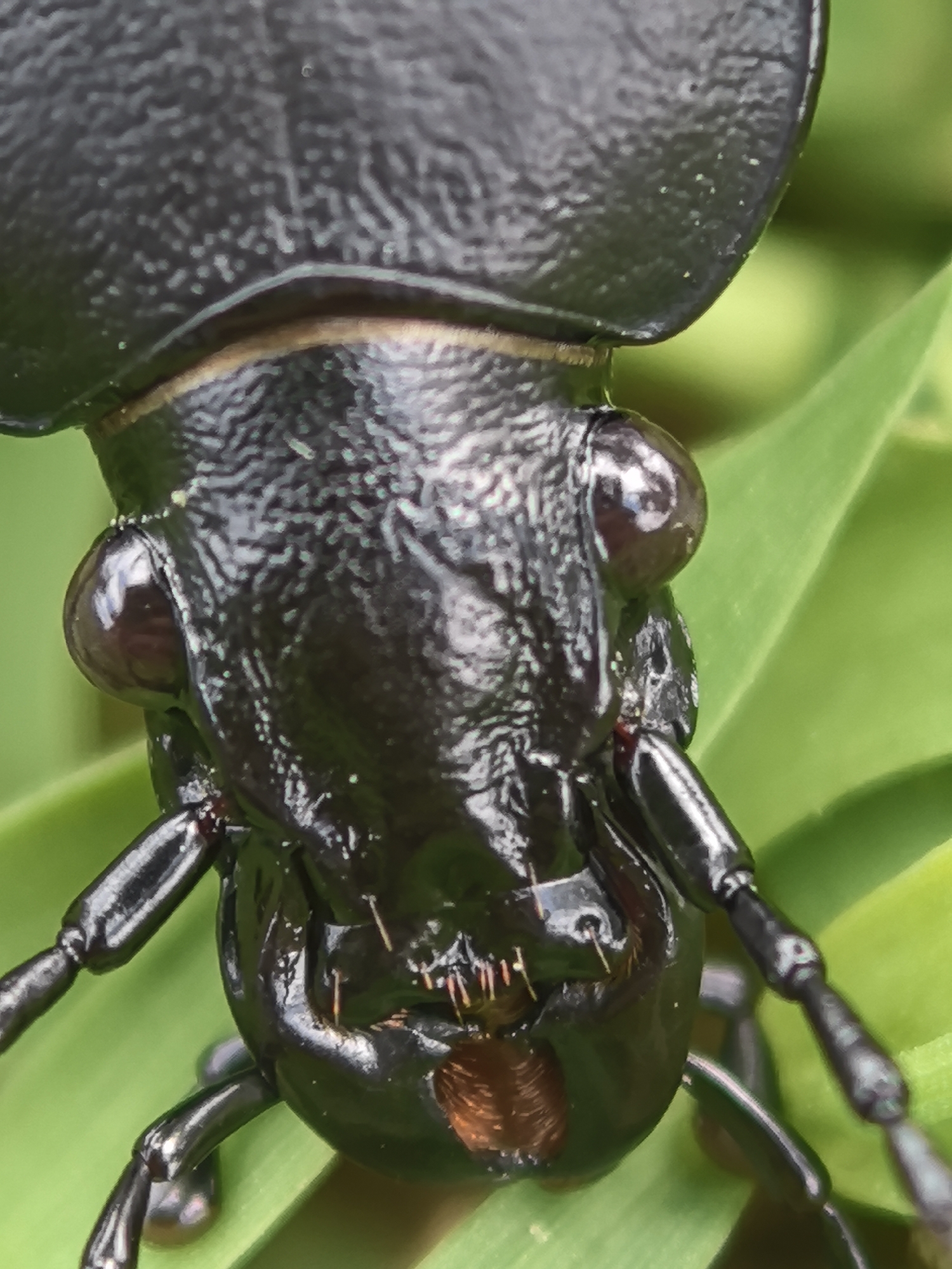 Nature observations recorded in Svilengrad: beetle and leaf study