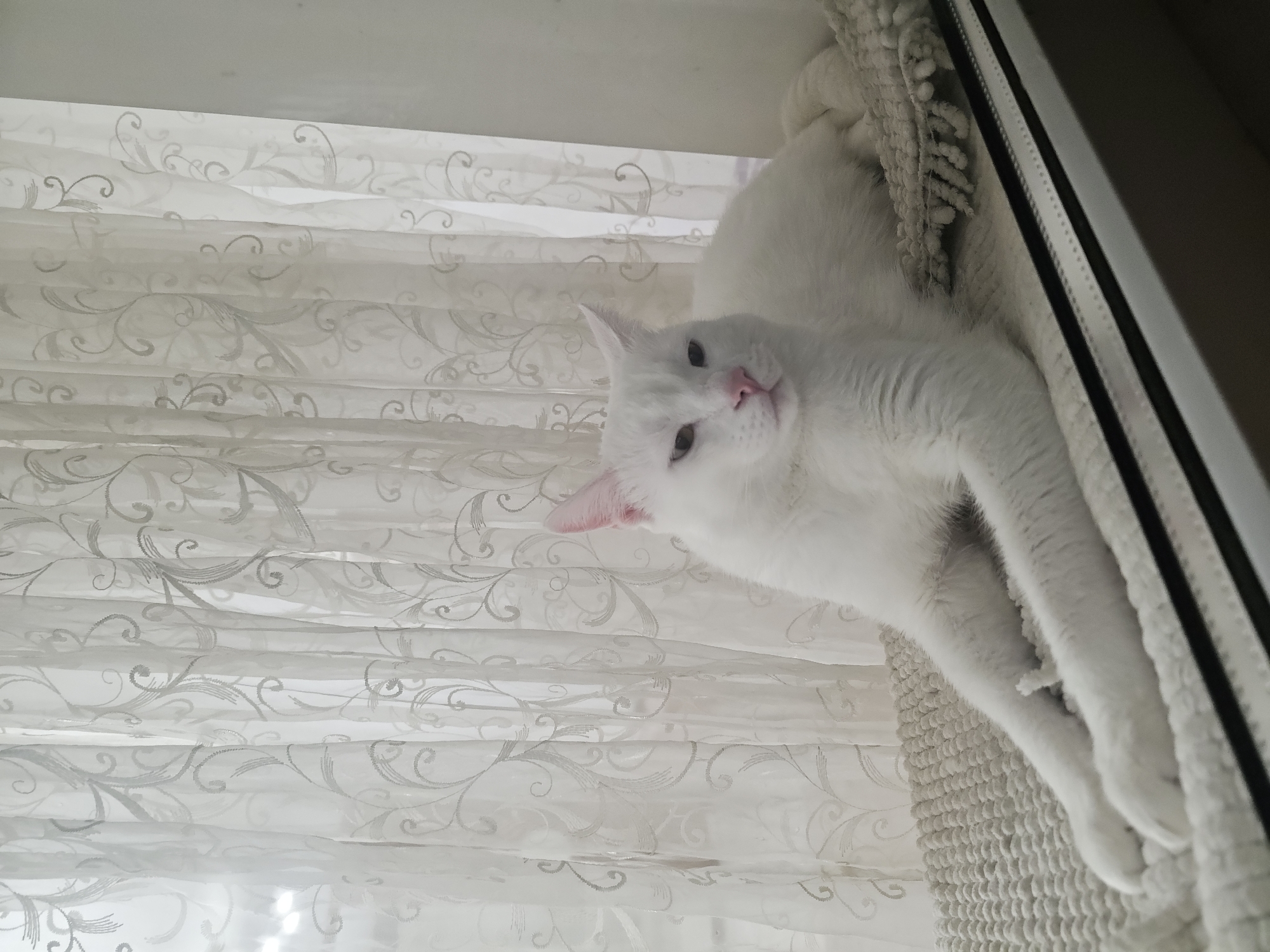 White cat with heterochromia lounges by sheer curtains indoors