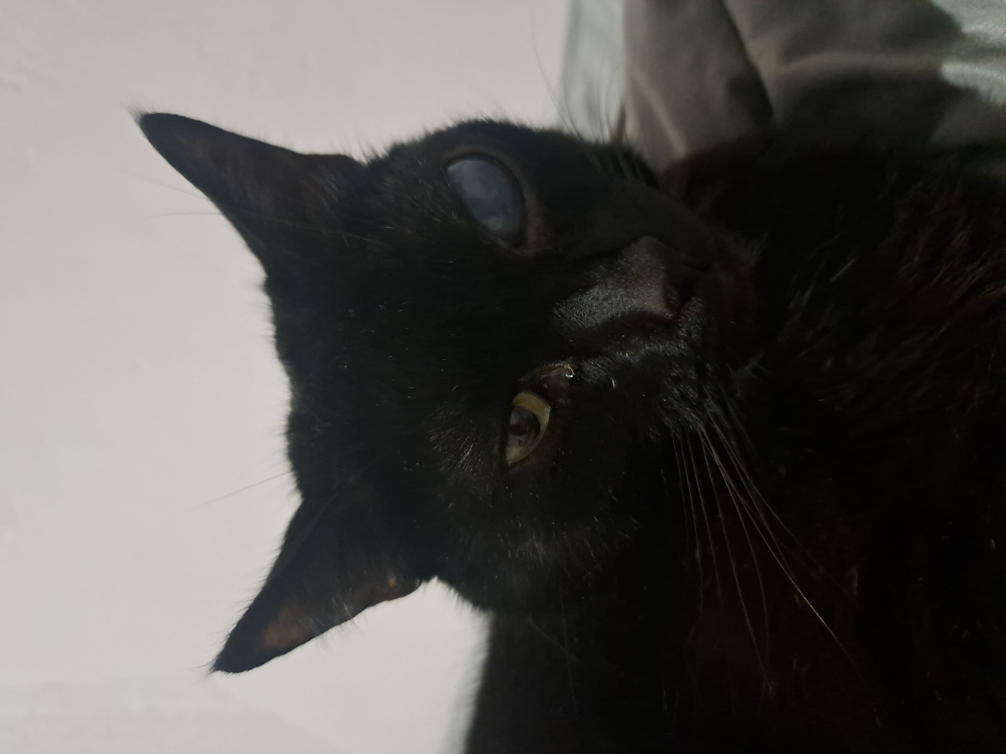 Cat with different colored eyes photographed resting in Aktau