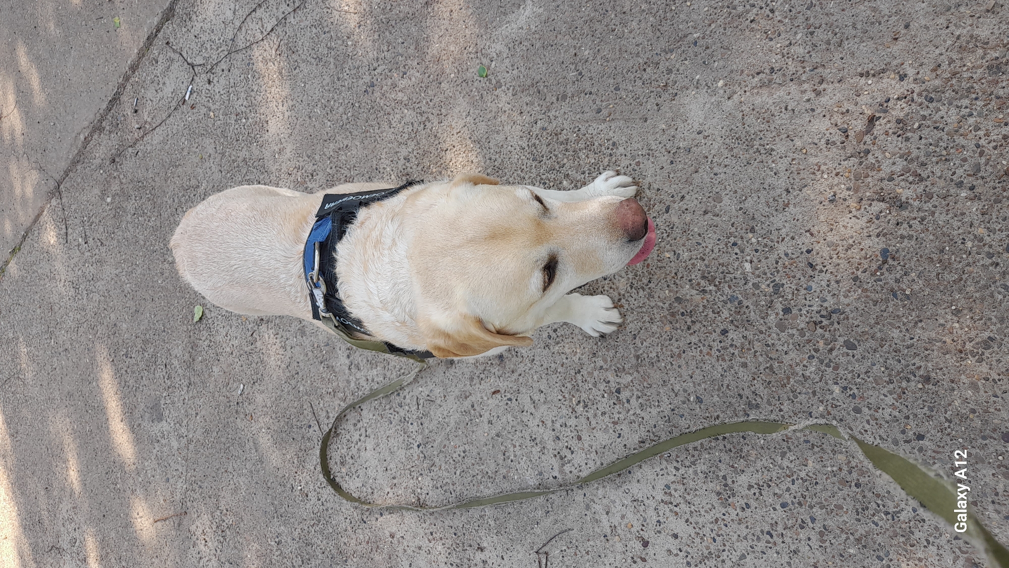 Labrador out for a walk in a sunny Russian meadow