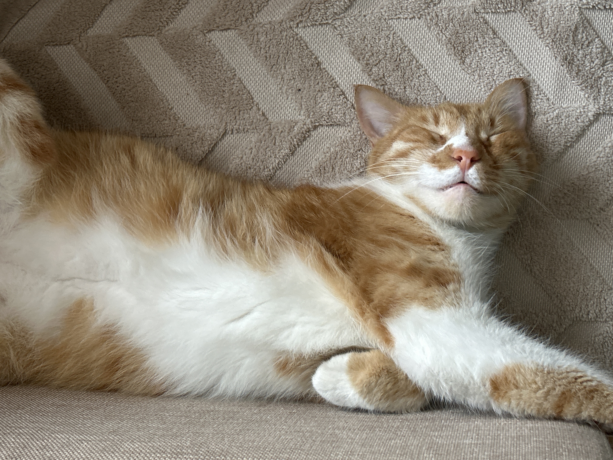 Cat sleeps peacefully on textured surface in Burgas