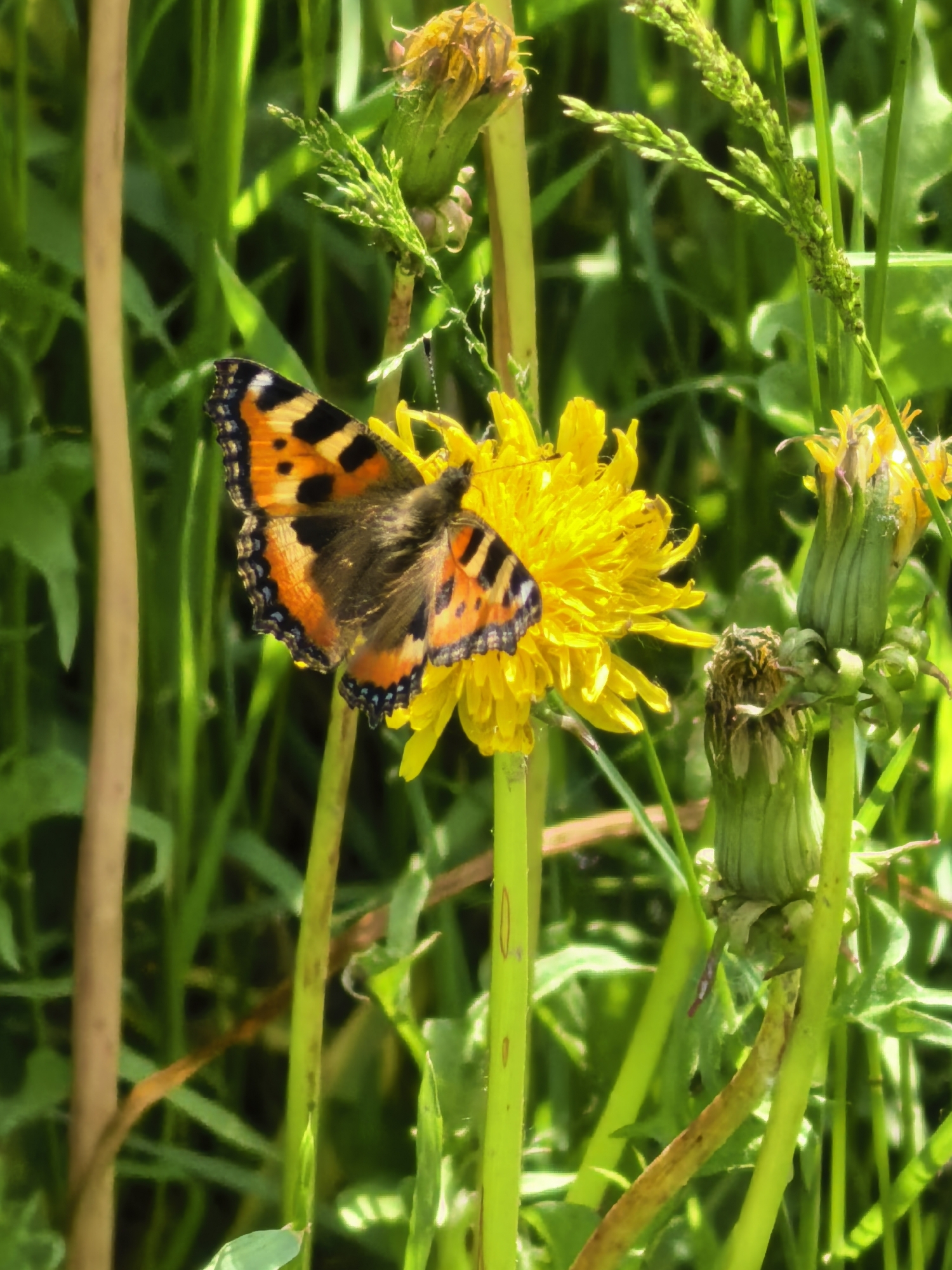 Spring morning scenes: wildlife, pedestrians documented across 3.5 hours