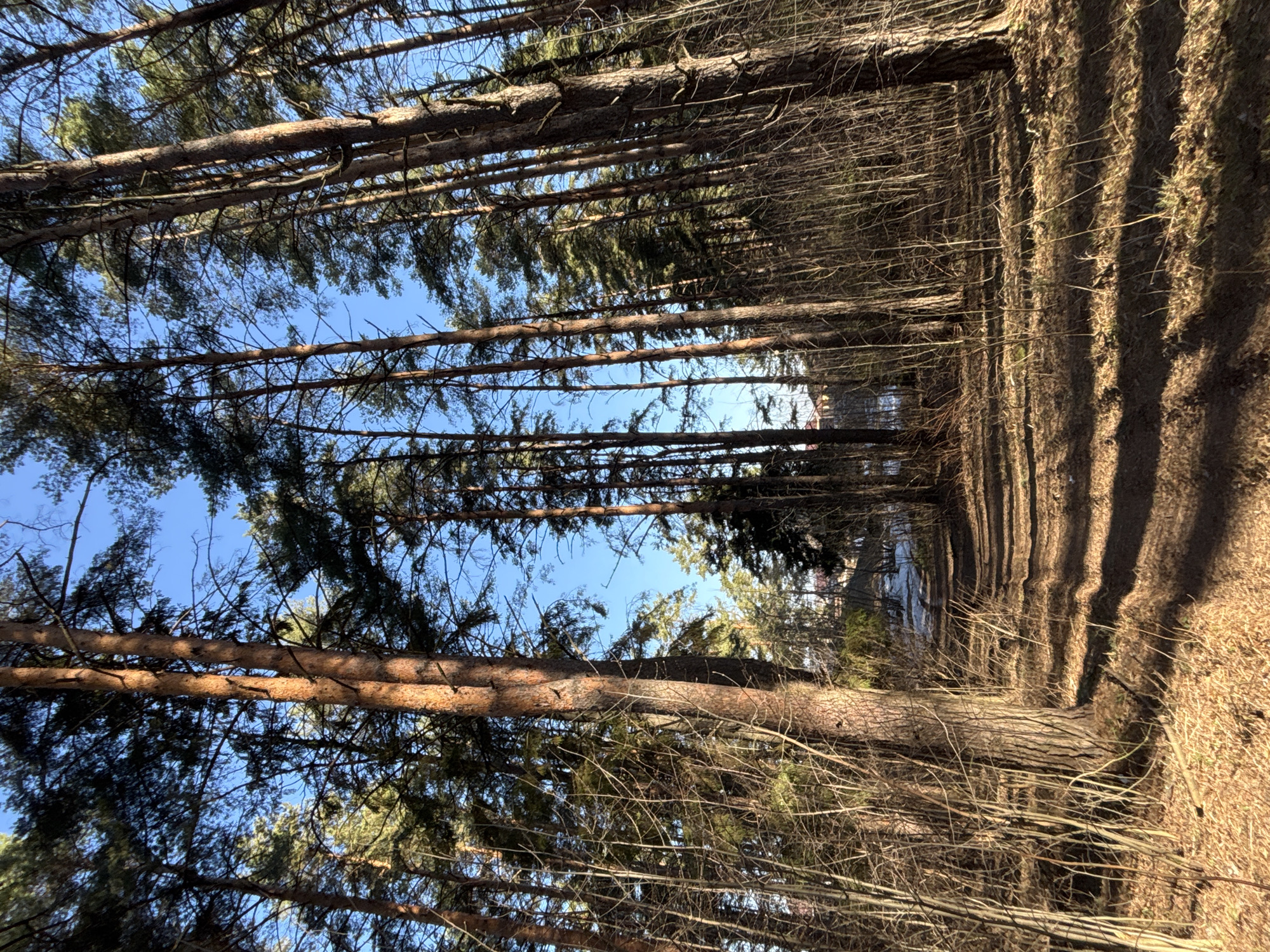 Morning forest walk documented in Chaikovsky, Russia
