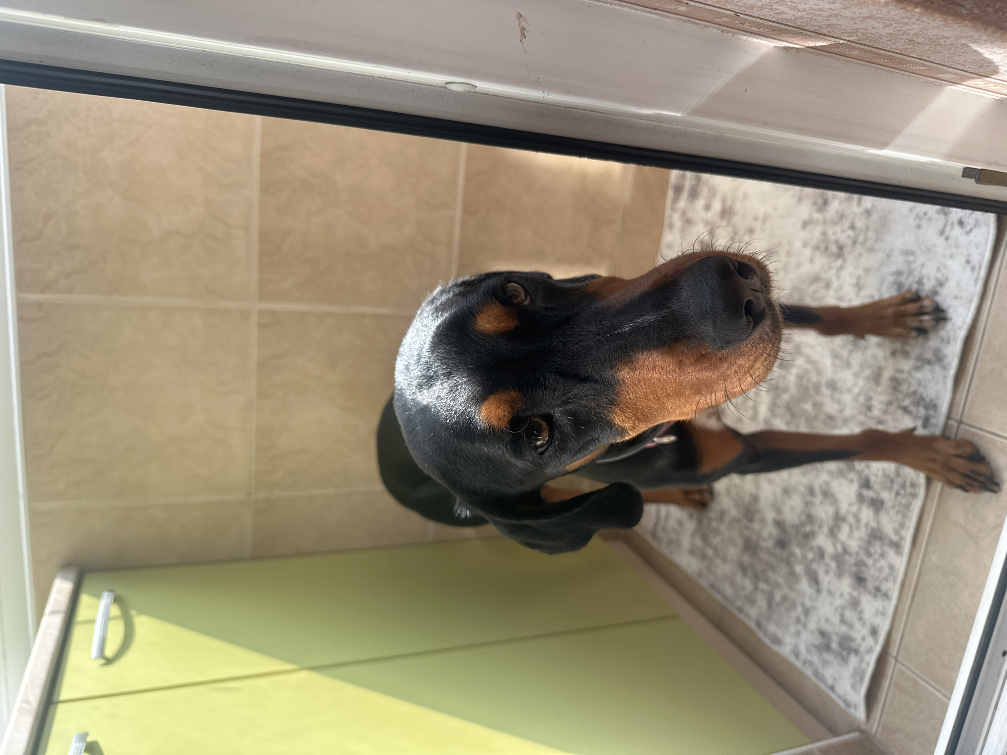 Domestic scenes with Doberman dogs documented in Varna, Bulgaria